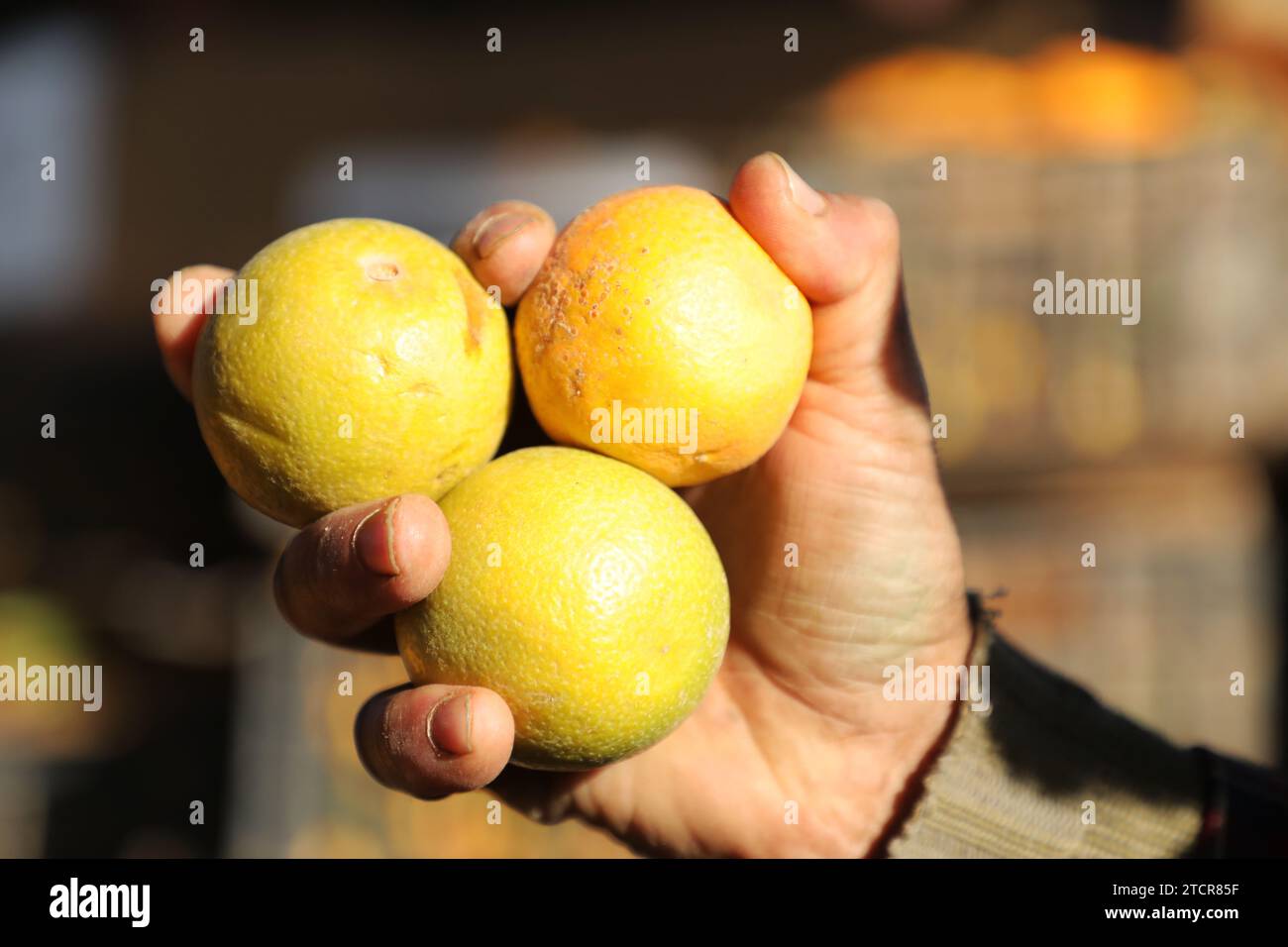 SANAA, Sanaa, Yémen. 14 décembre 2023. Un homme tient des oranges sur un marché de fruits à Sanaa, Yémen. La production agricole d'oranges a connu un déclin ces dernières années en raison d'une combinaison de facteurs, tels que les conditions économiques et l'escalade continue du conflit entre le gouvernement internationalement reconnu et la communauté houthi. les données de recensement agricole les plus récentes au Yémen montrent que la production d'orange du pays a atteint environ 119 mille tonnes, la majorité provenant du gouvernorat de Ma'Rib. Ma'Rib représente la moitié de l'agriculte aux fruits oranges du pays Banque D'Images