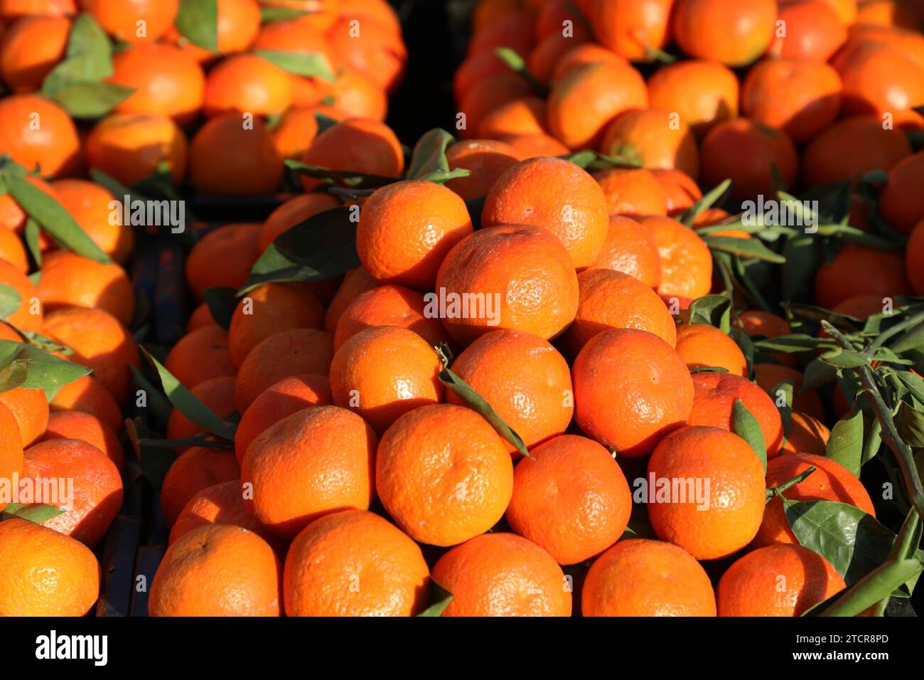 SANAA, Sanaa, Yémen. 14 décembre 2023. Oranges pour la vente sur un marché de fruits à Sanaa, Yémen.la production agricole d'oranges a connu une baisse ces dernières années en raison d'une combinaison de facteurs, tels que les conditions économiques et l'escalade continue du conflit entre le gouvernement internationalement reconnu et la communauté houthi. les données de recensement agricole les plus récentes au Yémen montrent que la production d'orange du pays a atteint environ 119 mille tonnes, la majorité provenant du gouvernorat de Ma'Rib. Ma'Rib représente la moitié de l'agriculture fruitière orange du pays Banque D'Images