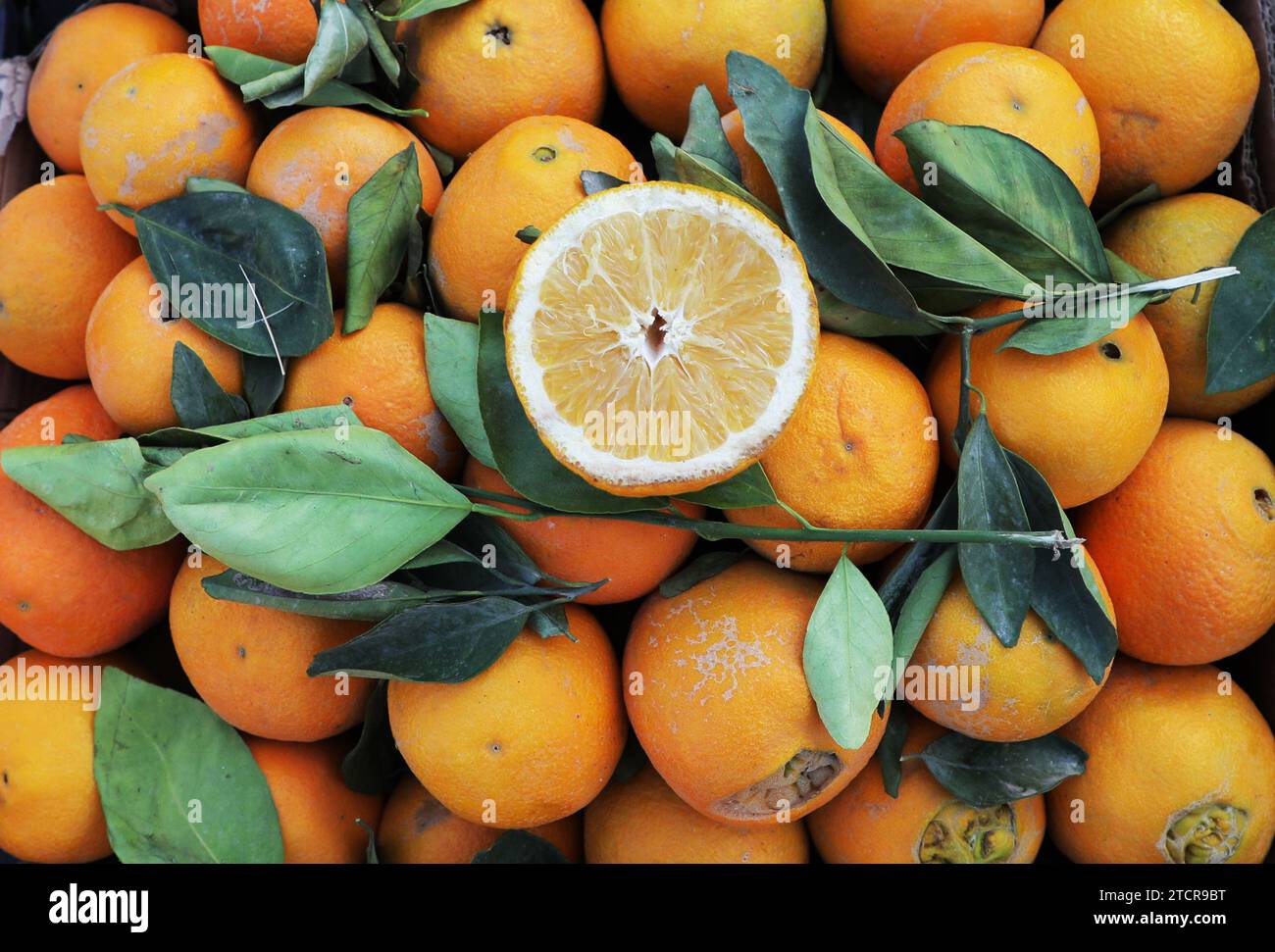 SANAA, Sanaa, Yémen. 14 décembre 2023. Les vendeurs d'orange attendent des clients sur un marché de fruits à Sanaa, Yémen. La production agricole d'oranges a connu un déclin ces dernières années en raison d'une combinaison de facteurs, tels que les conditions économiques et l'escalade continue du conflit entre le gouvernement internationalement reconnu et la communauté houthi. les données de recensement agricole les plus récentes au Yémen montrent que la production d'orange du pays a atteint environ 119 mille tonnes, la majorité provenant du gouvernorat de Ma'Rib. Ma'Rib représente la moitié de l'orange du pays Banque D'Images