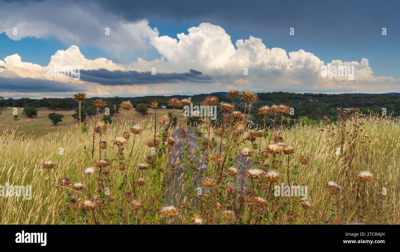 Vue à angle bas de chardons secs au sommet d'une colline sous un front de tempête avançant à Guildford dans le Victoria central, Australie Banque D'Images