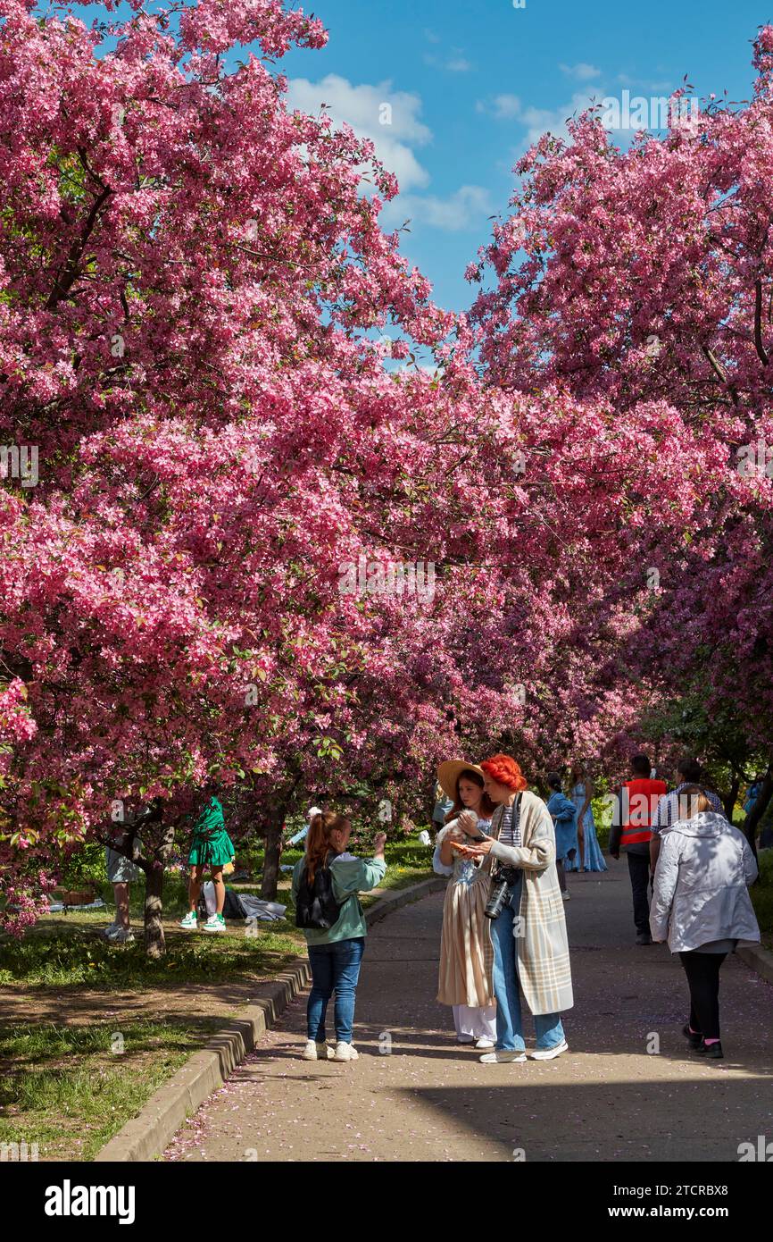 Les gens marchent sous les pommiers en fleurs de Niedzwetzky (Malus niedzwetzkyana) au printemps. Moscou, Russie. Banque D'Images