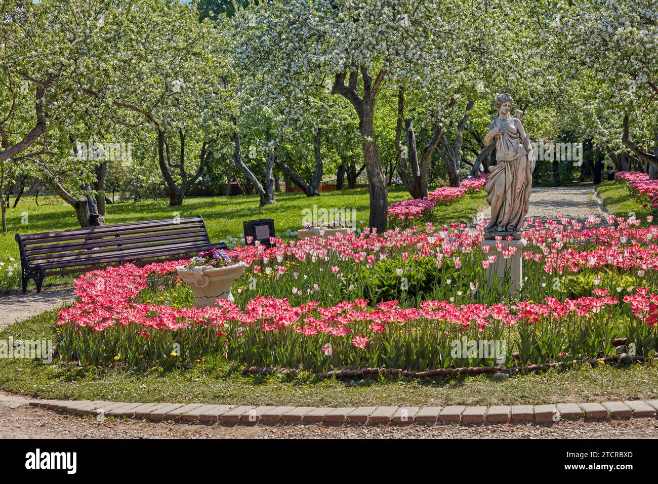 Parterre de fleurs avec tulipes roses en fleurs au milieu du verger de pommiers en fleurs dans le domaine Kolomenskoye. Moscou, Russie. Banque D'Images