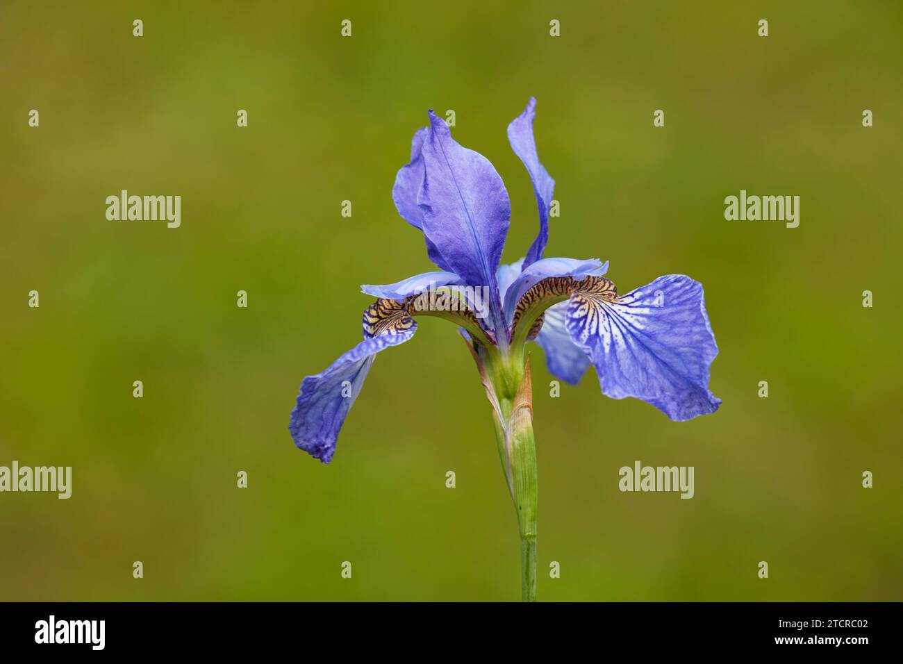 Gros plan d'une seule fleur violet-bleu d'iris sibirica (Iris sibirica) sur fond vert. Banque D'Images