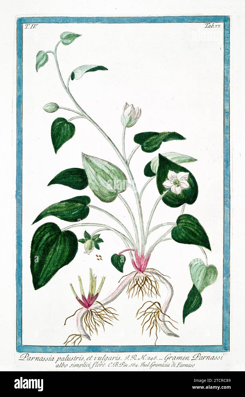 Vieille illustration de l'herbe de Parnassus. Par G. Bonelli sur Hortus Romanus, publ. N. Martelli, Rome, 1772 – 93 Banque D'Images