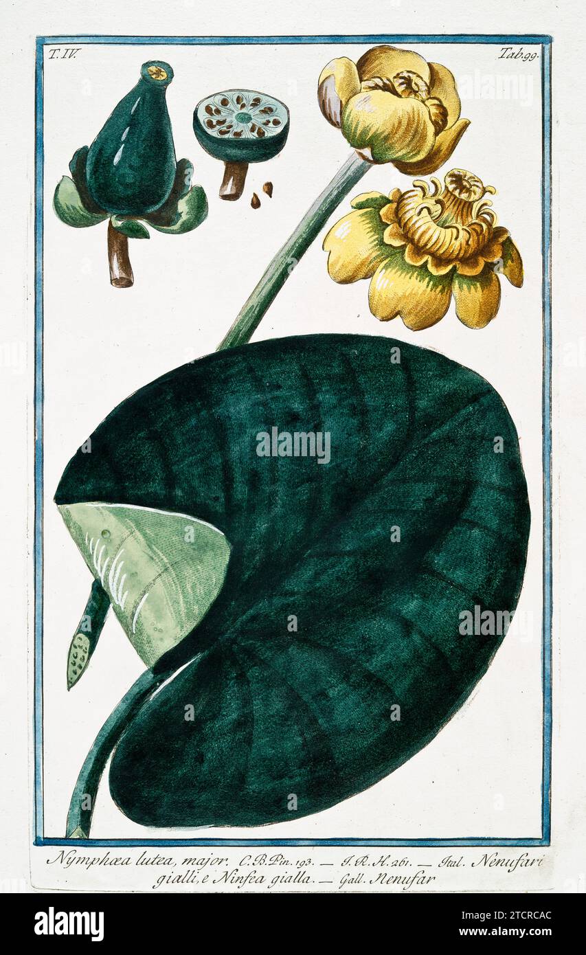 Vieille illustration du nénuphar jaune. Par G. Bonelli sur Hortus Romanus, publ. N. Martelli, Rome, 1772 – 93. Banque D'Images