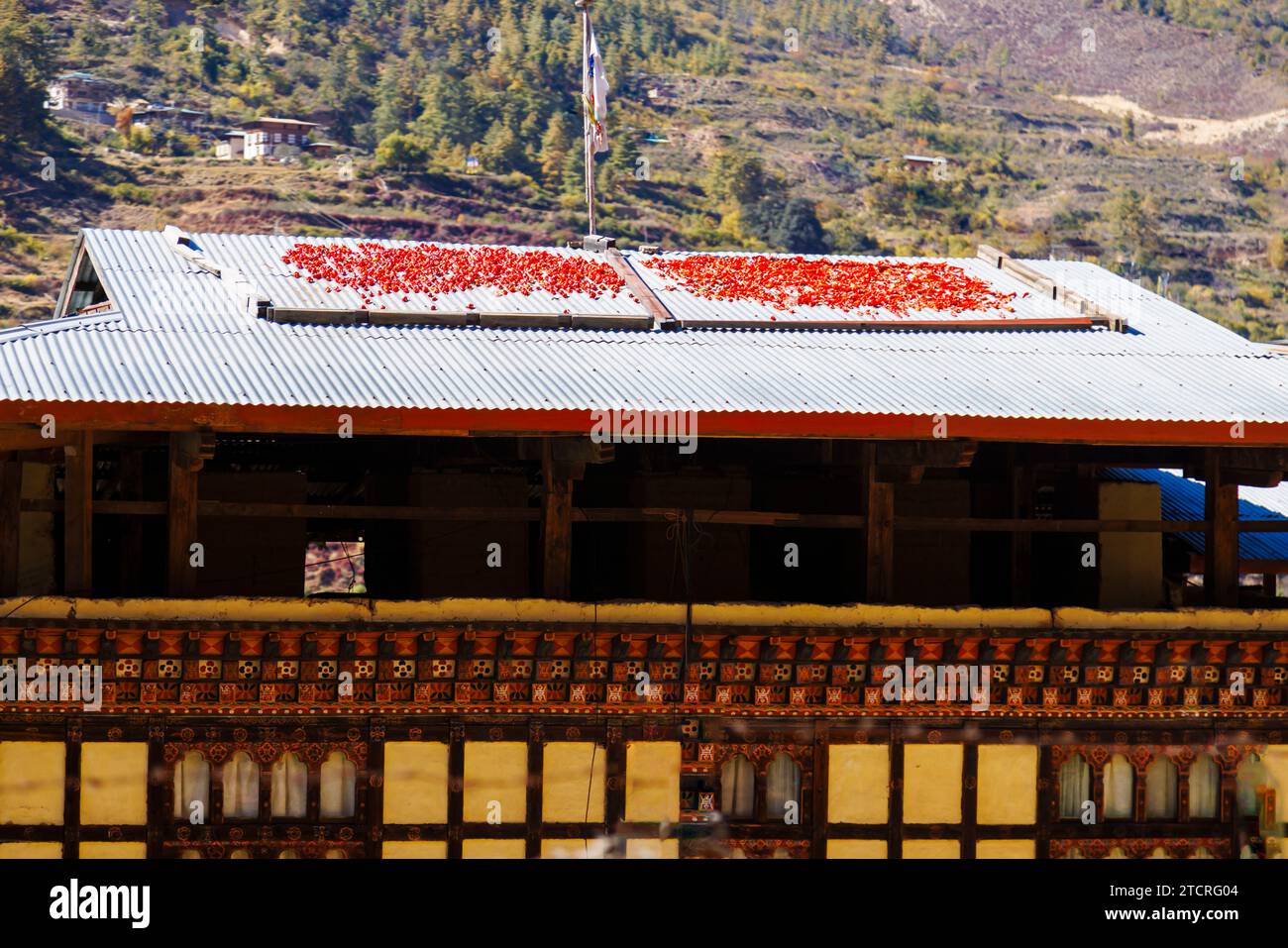 Piments rouges séchant au soleil sur un toit en métal ondulé typique d'une maison dans la vallée de Paro, Paro, Bhoutan Banque D'Images