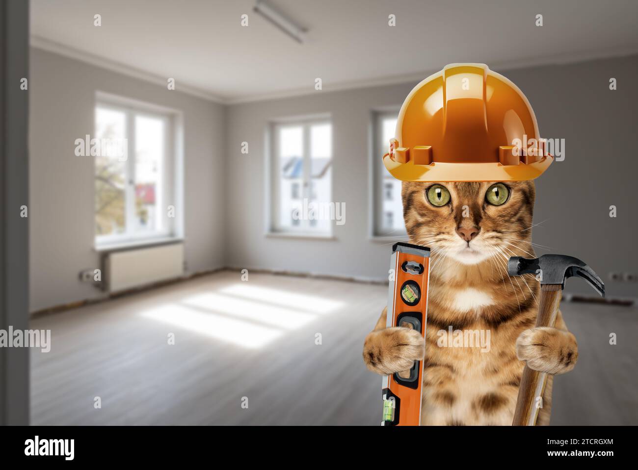 Le chat fait des réparations dans l'appartement. Rénovation intérieure. Drôle de chat est un constructeur avec un marteau et un niveau de construction. Concept DIY Renovat Banque D'Images