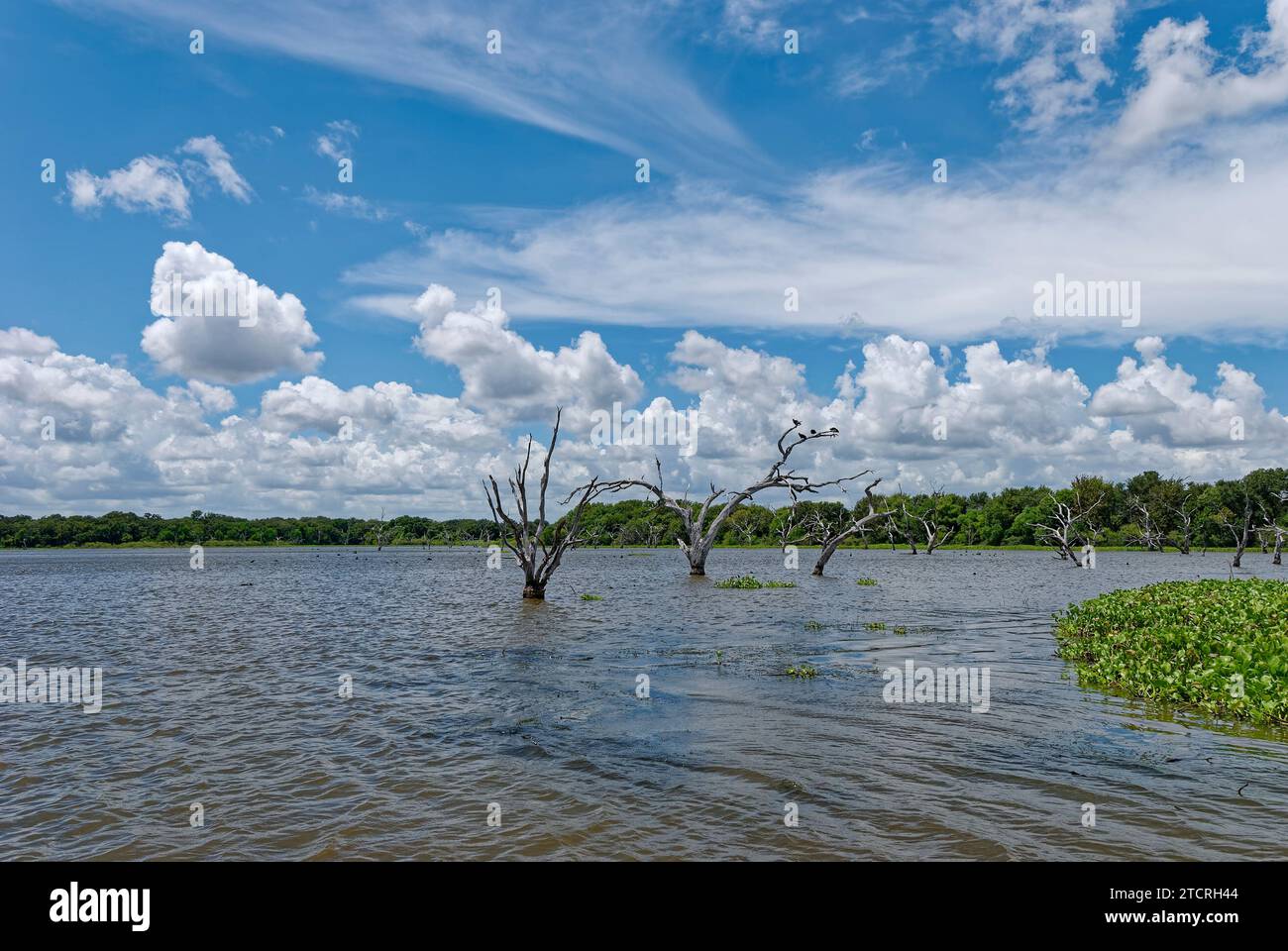 Les troncs de Dead Live Oak se dressent dans l'eau dans les marges du réservoir du lac Texana au complexe récréatif de Brackenridge dans le centre du Texas. Banque D'Images