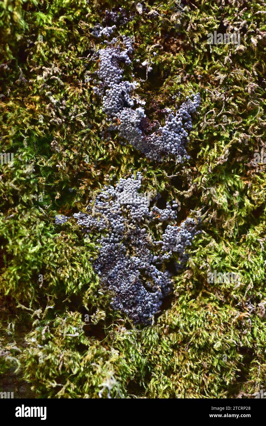 Badhamia foliicola est une espèce myxomicètes ou myxogastrie. Cette photo a été prise dans le parc naturel de Gorbeia, province de Vizcaya, Euskadi, Espagne. Banque D'Images