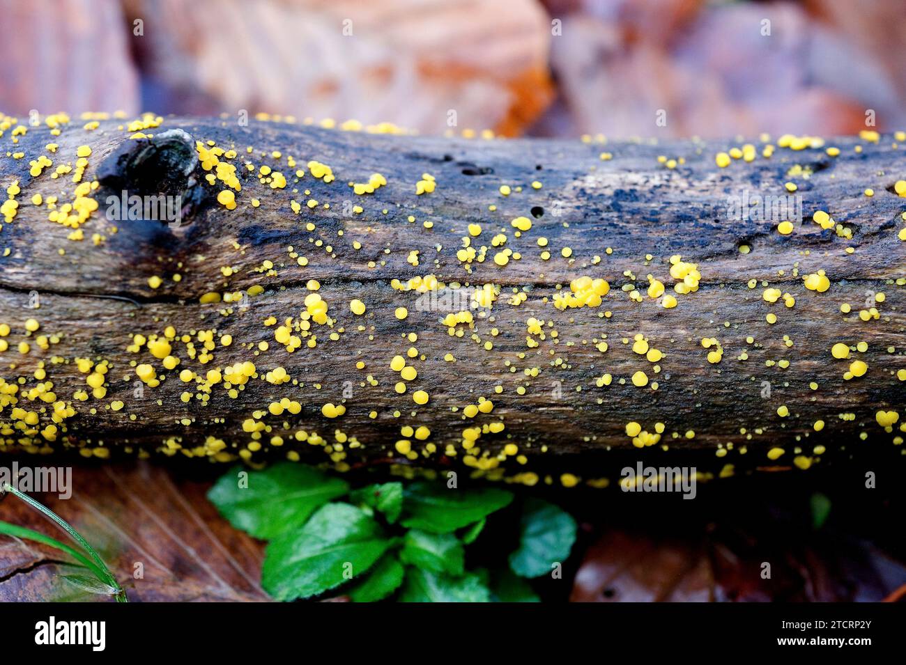 Le champignon des discos de citron ou coupes de fées jaunes (Bisporella citrina) est un champignon qui pousse des arbres à écorce ondécidue. Cette photo a été prise à Montseny Biospher Banque D'Images