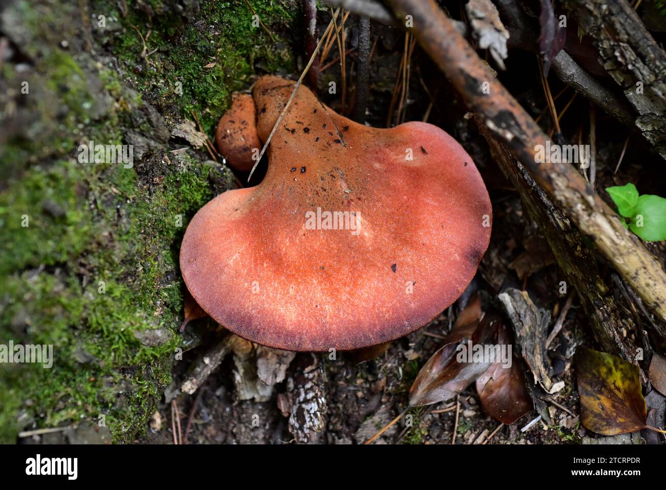 Le champignon Beefsteak ou langue de boeuf (Fistulina hepatica) est un — free download