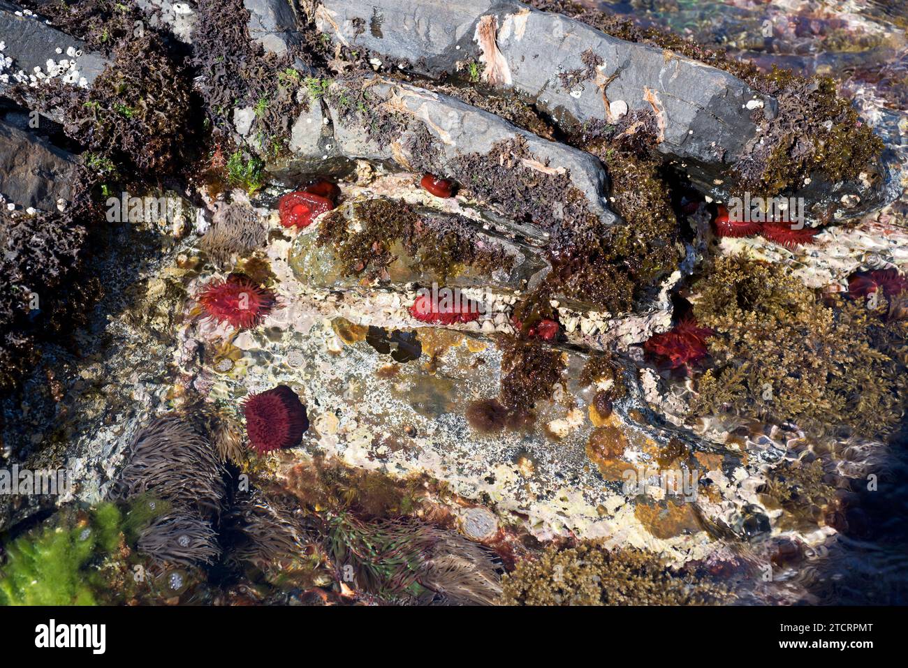 Anémone de beadlet (Actinia equina) rouge et anémone méditerranéenne anémone de mer (Anemonia sulcata) brun-vert entourée d'algues marines. Cette photo était ta Banque D'Images