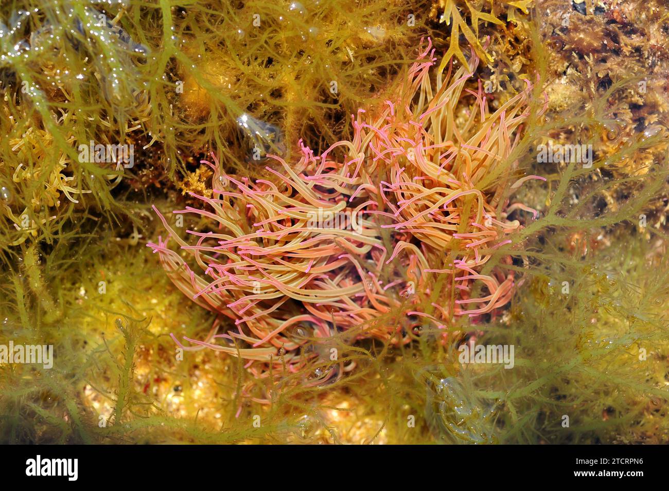 L'anémone de mer commune ou méditerranéenne (Anemonia sulcata) a environ 200 tentacules qui s'accrochent pour défendre et capturer leurs proies. Cette photo a été prise dans Cap Banque D'Images