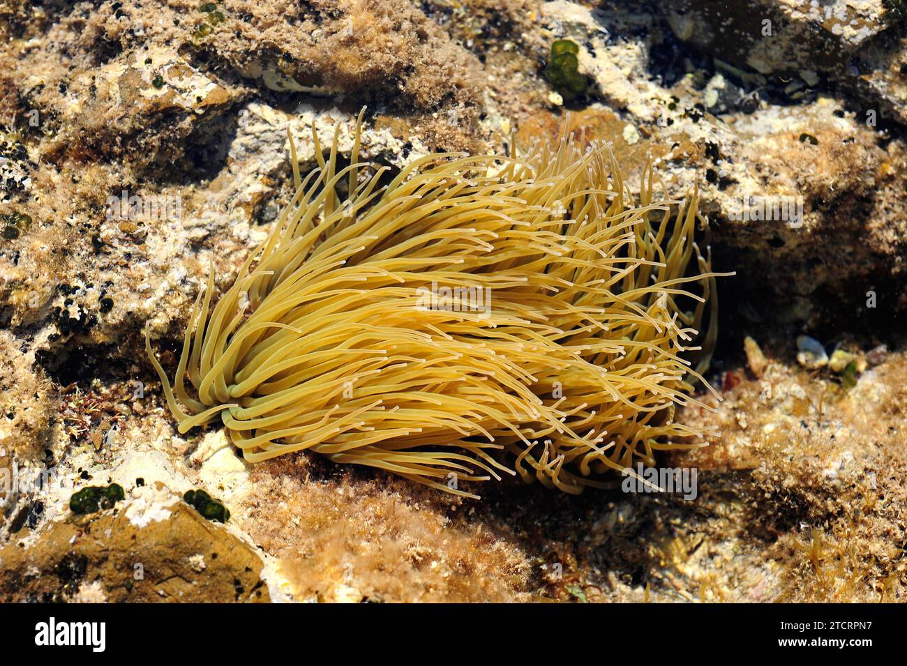 L'anémone de mer commune ou méditerranéenne (Anemonia sulcata) a environ 200 tentacules qui s'accrochent pour défendre et capturer leurs proies. Cette photo a été prise dans Cap Banque D'Images