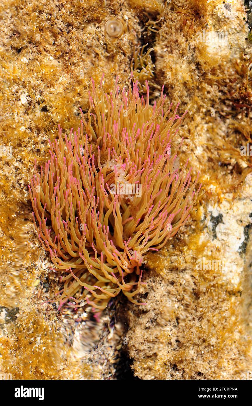 L'anémone de mer commune ou méditerranéenne (Anemonia sulcata) a environ 200 tentacules qui s'accrochent pour défendre et capturer leurs proies. Cette photo a été prise dans Cap Banque D'Images