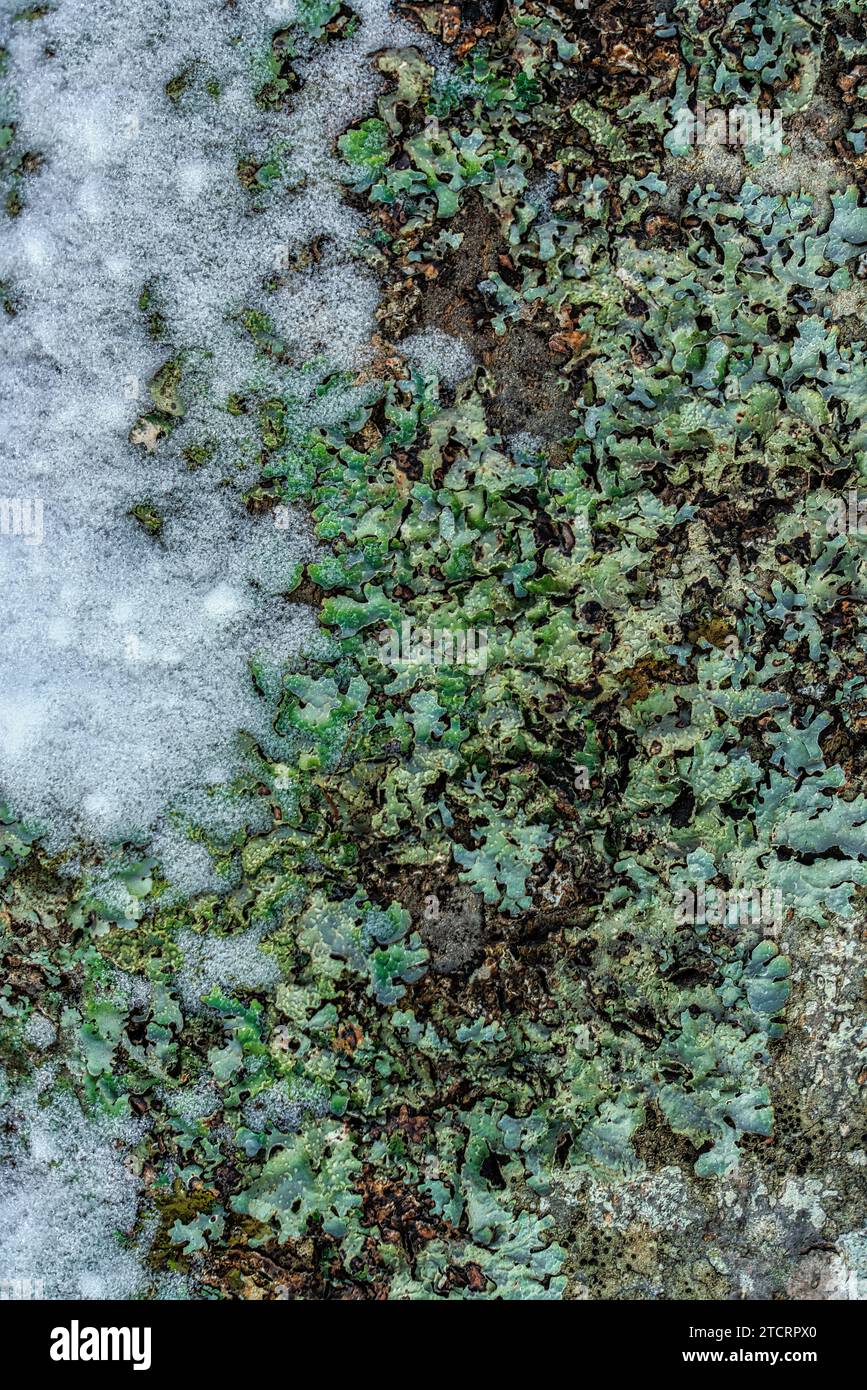 Lichen vert gelé après une chute de neige dans les montagnes. Abruzzes, Italie, Europe Banque D'Images