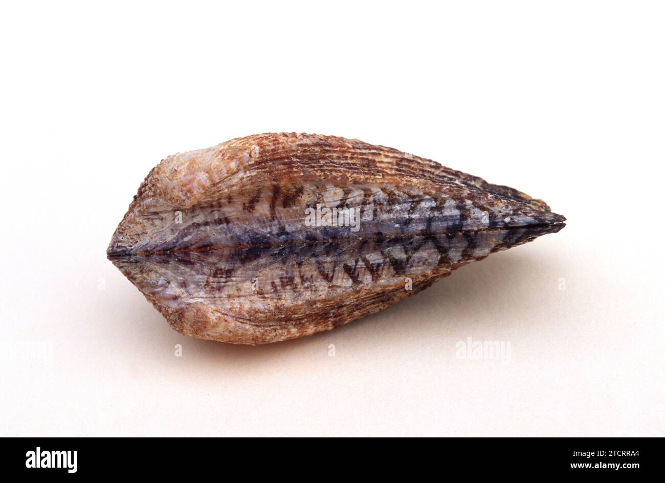 La coquille d'arche de Noah (Arca noae) est un mollusque bivalve marin originaire de la mer Méditerranée. Banque D'Images