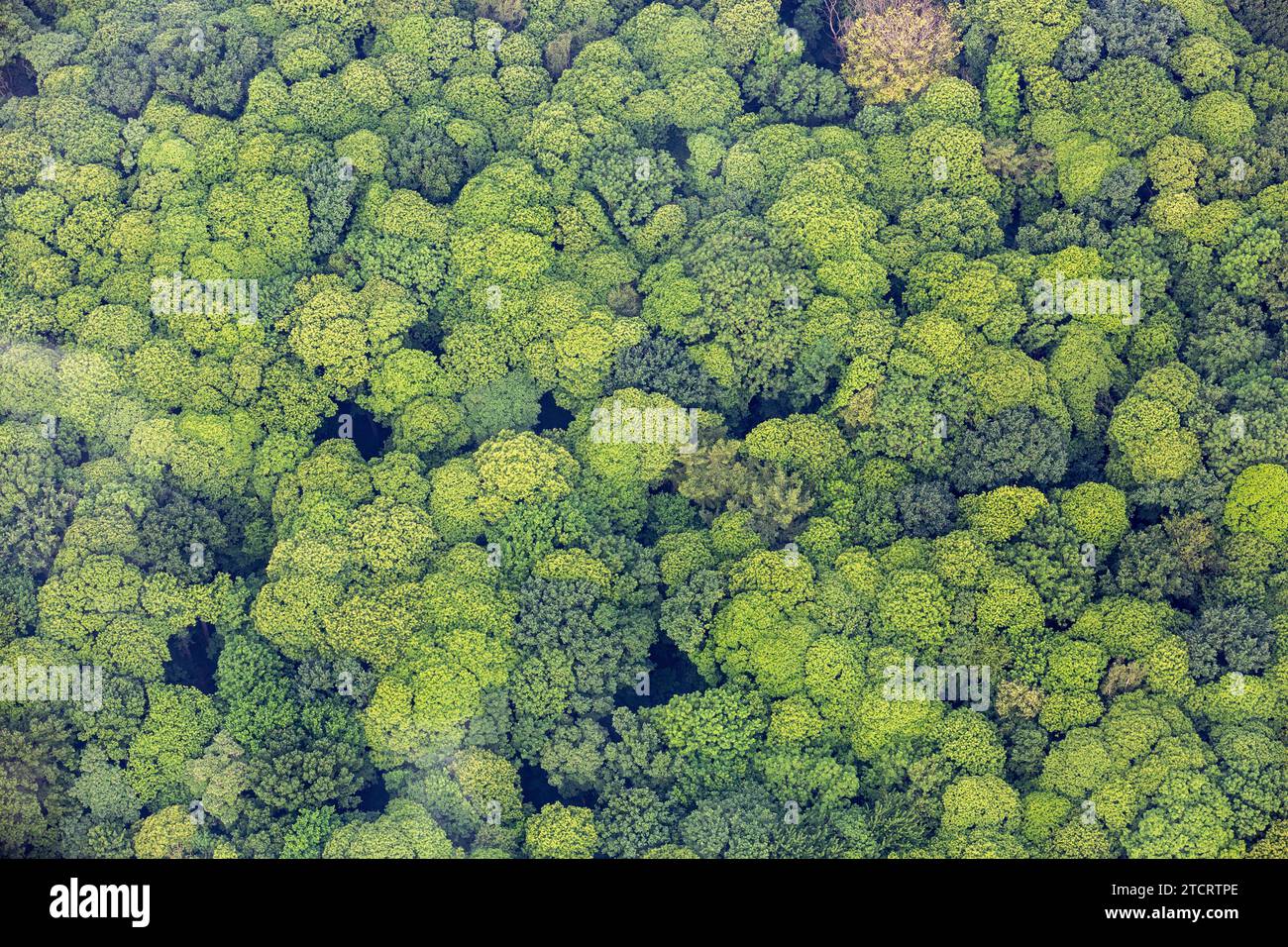 Vue aérienne de la canopée d'une forêt de feuillus. Banque D'Images