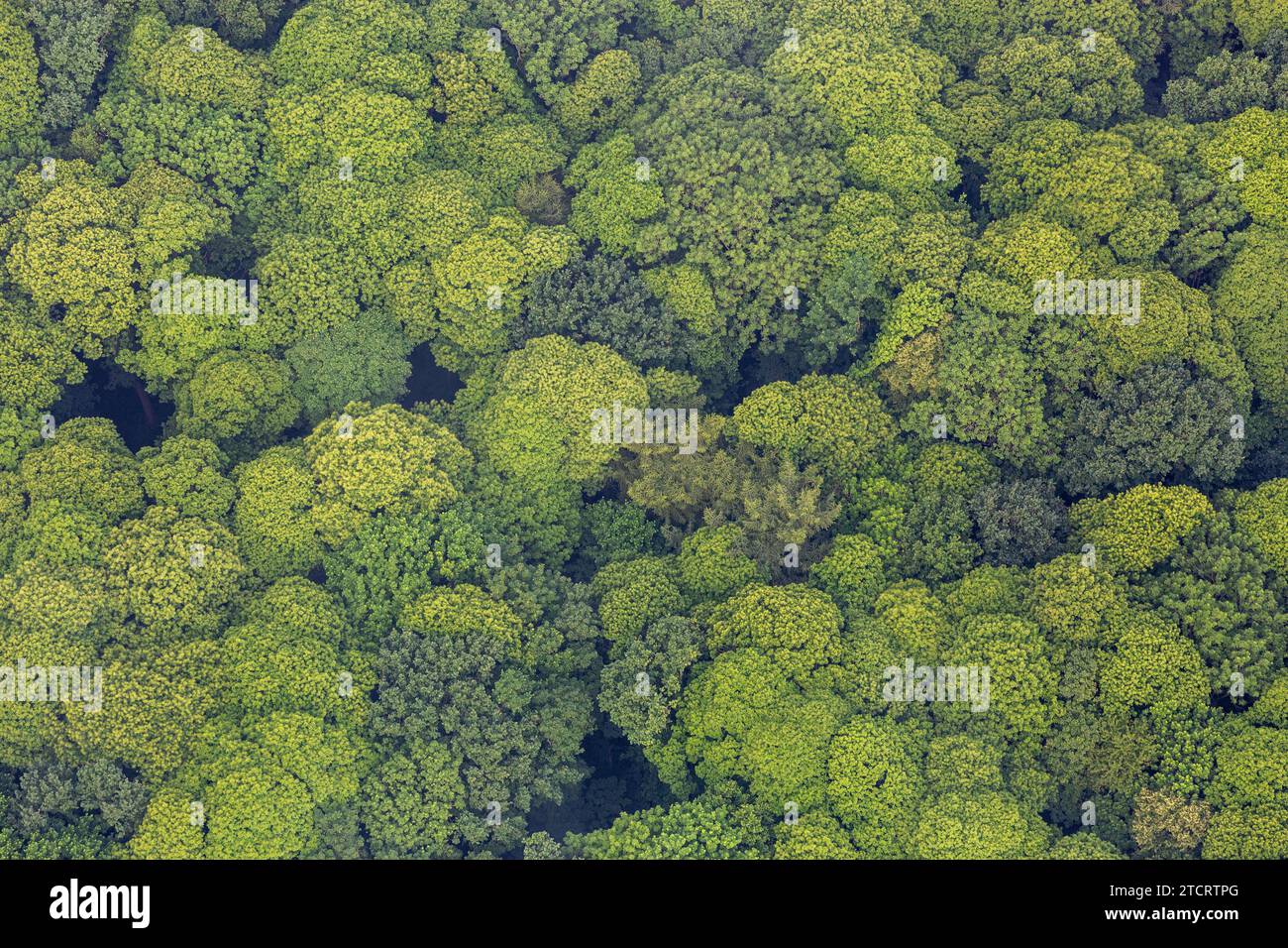Vue aérienne de la canopée d'une forêt de feuillus. Banque D'Images