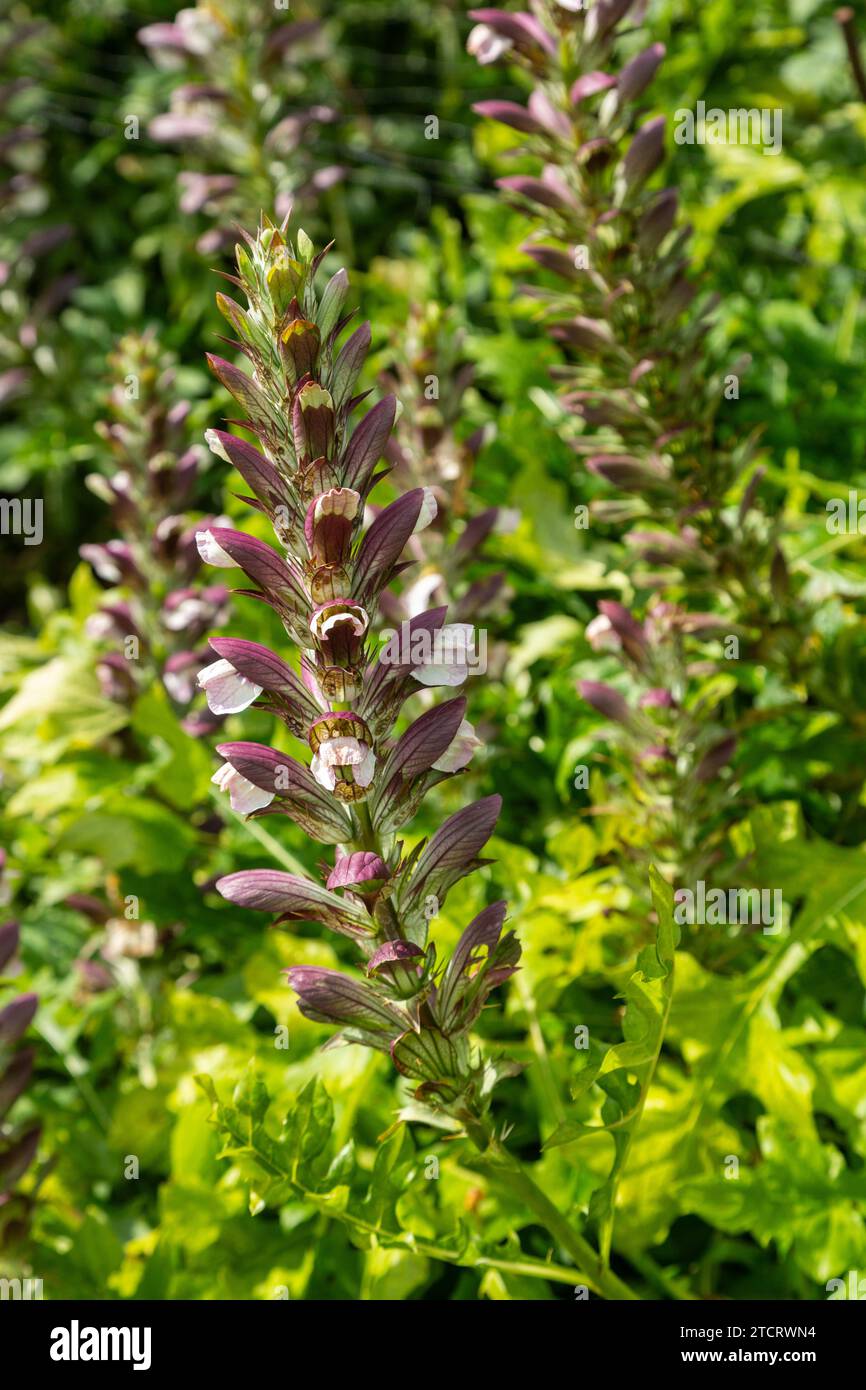 Acanthus mollis, communément connu sous le nom de culottes d'ours, cale, plante de pied d'ours, houx de mer, usine de gator ou usine d'huîtres Banque D'Images
