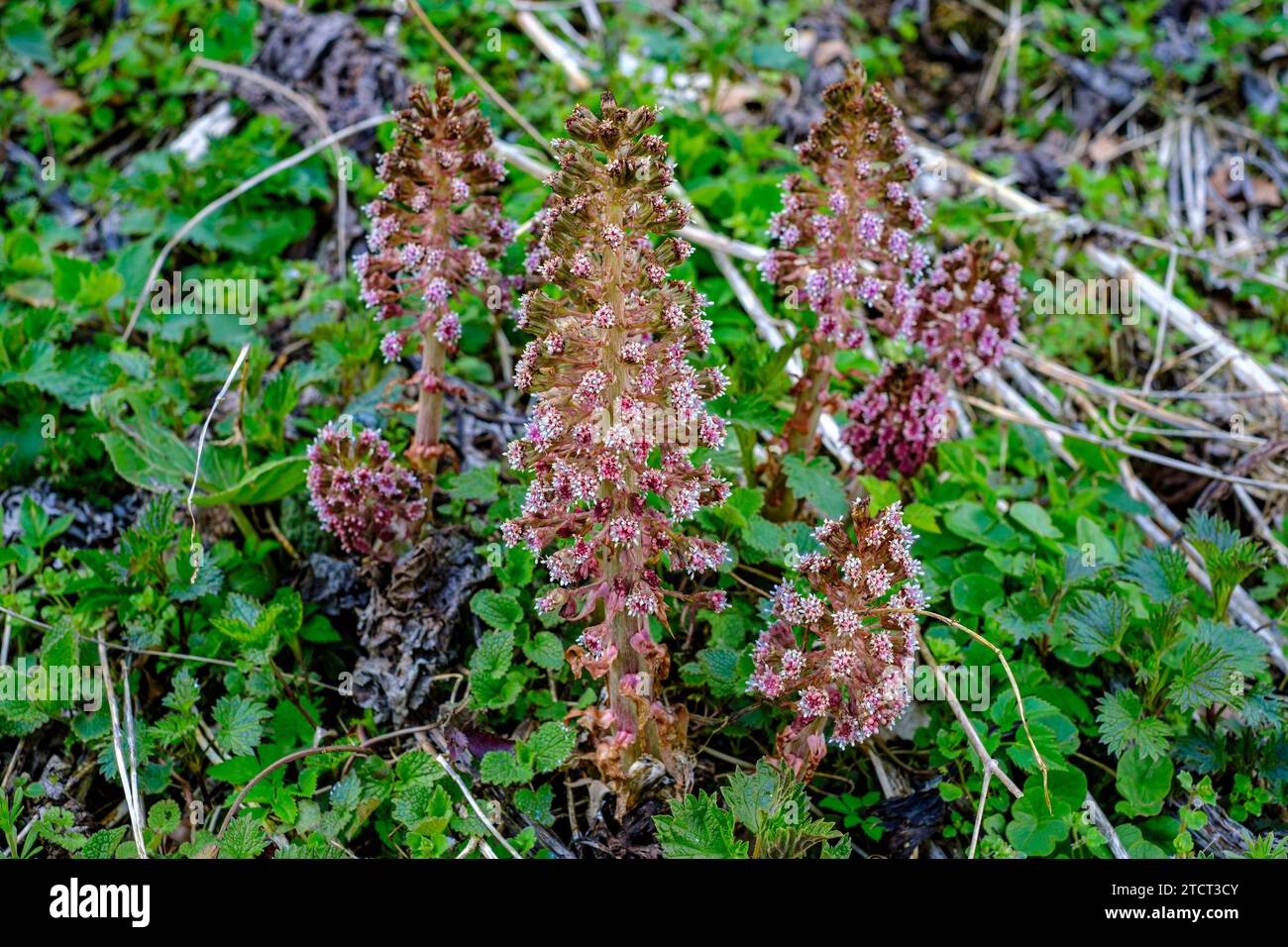 Spécimens floraux de butterbur commun, également connu sous le nom de butterbur rouge, butterbur de ruisseau, Petasites hybridus, Lauterach, Alb souabe, Allemagne. Banque D'Images