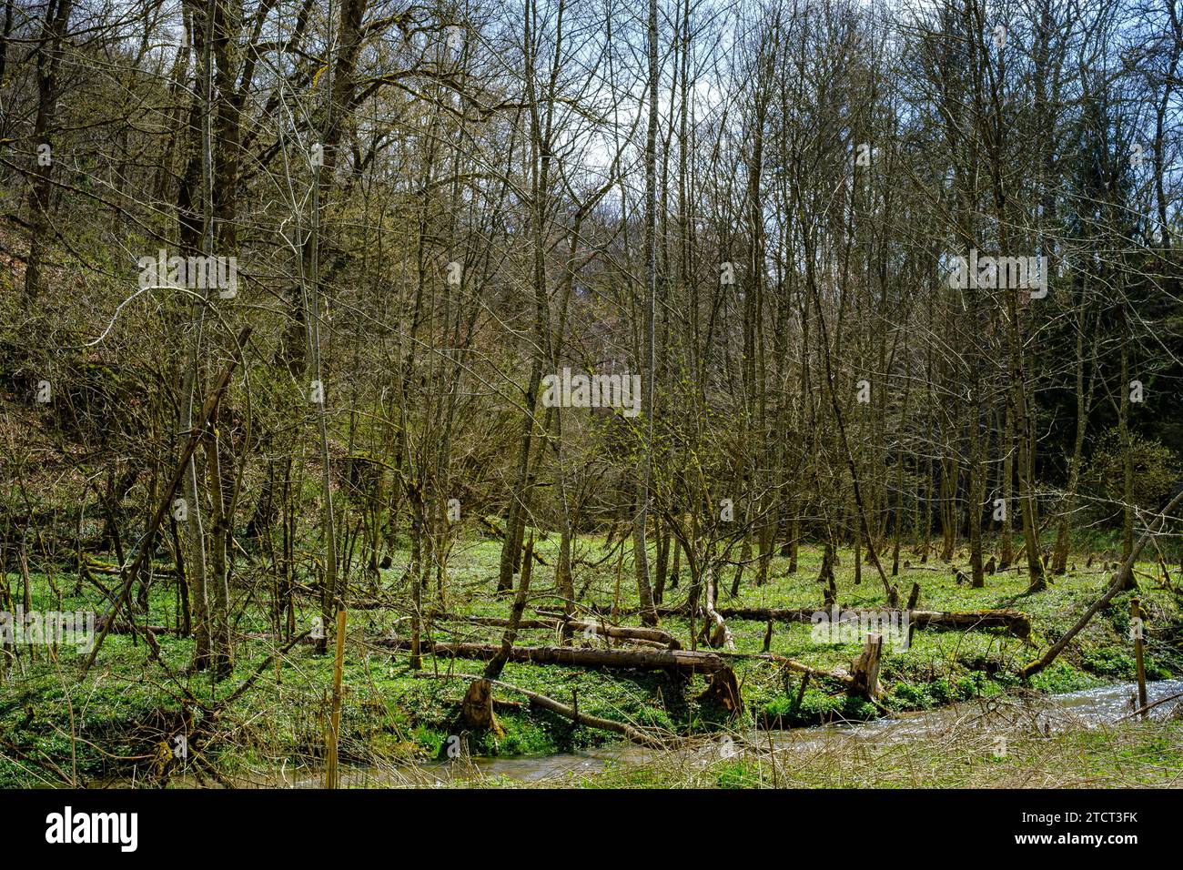 Forêt alluviale primitive sur le bord de la Große Lauter dans le Große Lautertal près de Lauterach, Munderkingen, Souabe, Bade-Württemberg, Allemagne. Banque D'Images