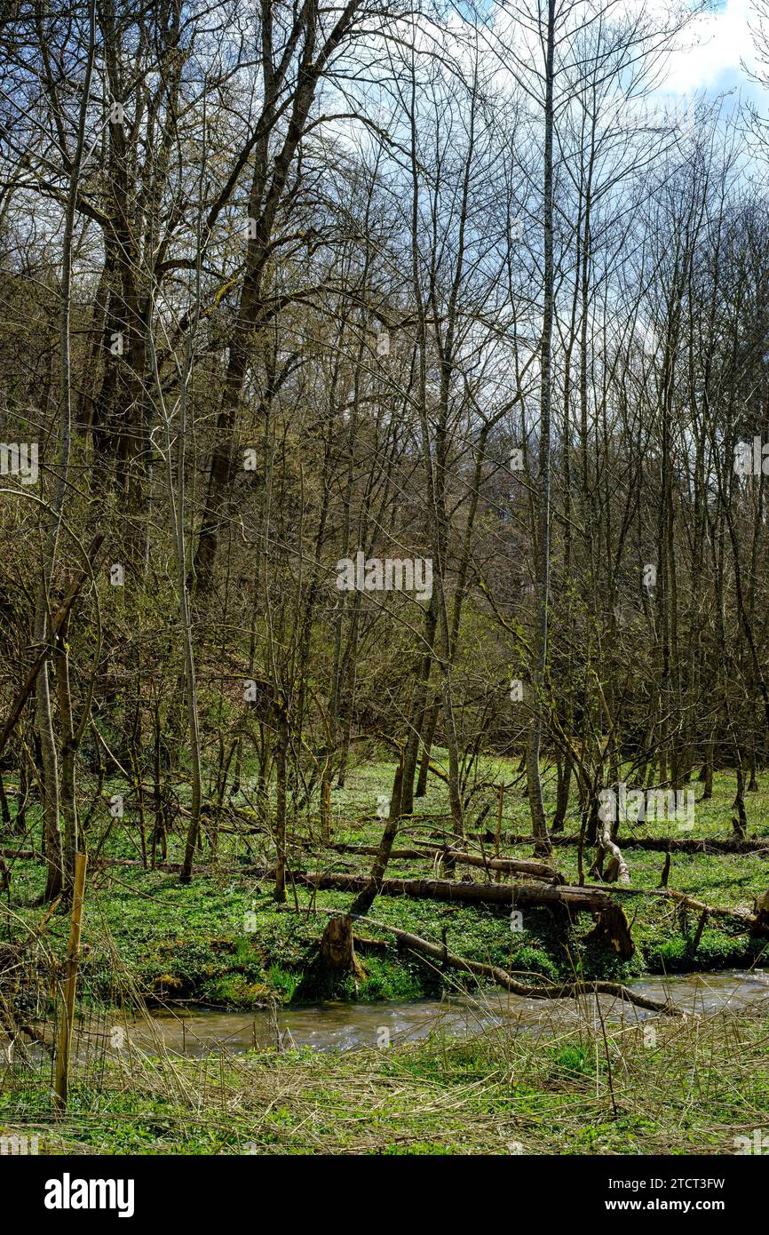 Forêt alluviale primitive sur le bord de la Große Lauter dans le Große Lautertal près de Lauterach, Munderkingen, Souabe, Bade-Württemberg, Allemagne. Banque D'Images