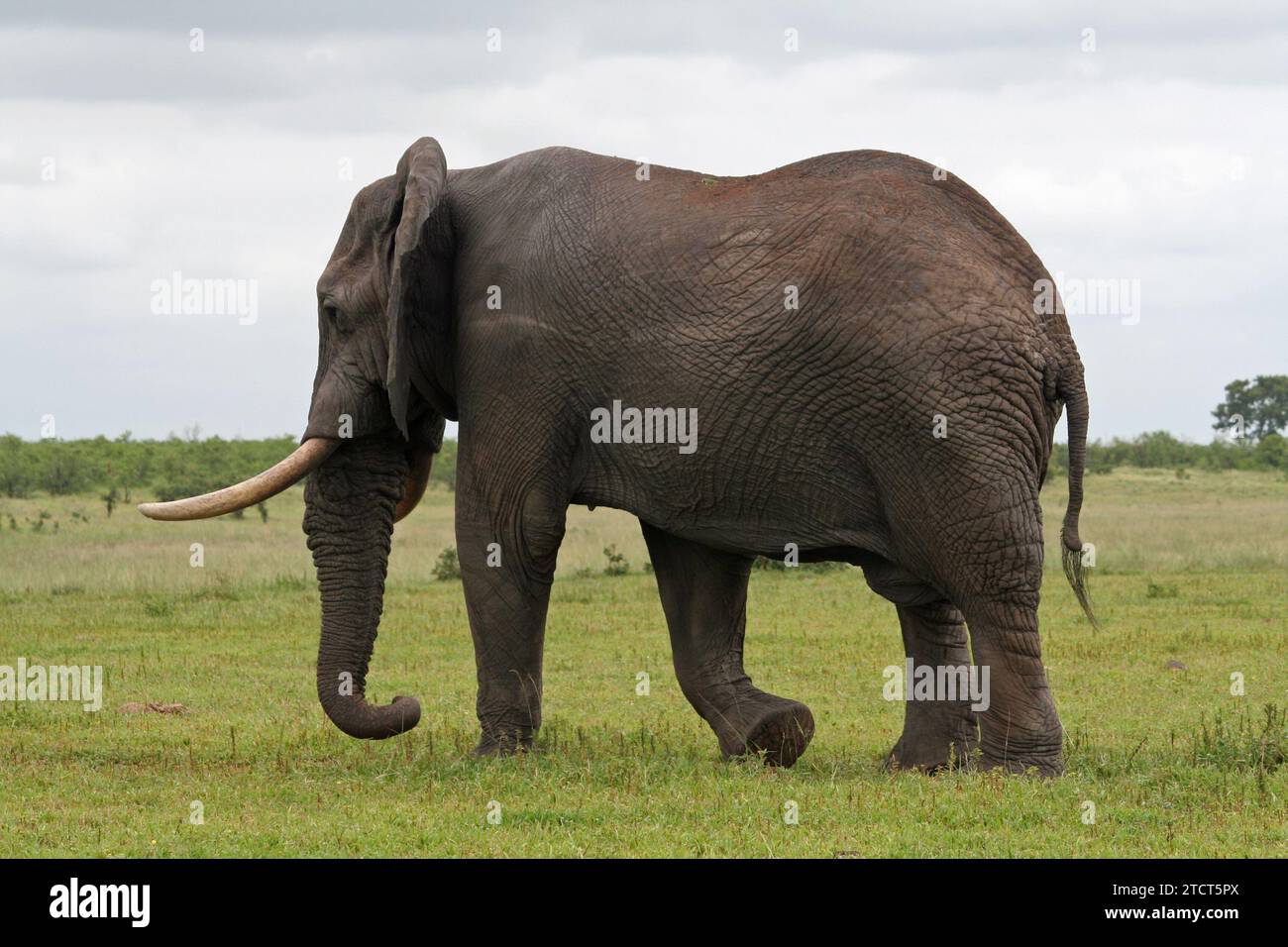 Magnifique éléphant africain marchant dans le parc national Kruger, en Afrique du Sud, un jour ensoleillé montrant le meilleur de la faune africaine. Banque D'Images