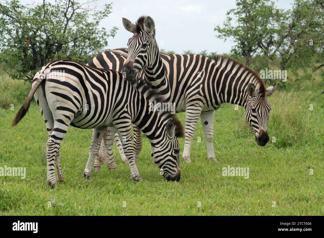 Groupe de trois zébrés paissant dans le parc national Kruger, en Afrique du Sud, dans une herbe verte luxuriante montrant le meilleur de la faune africaine Banque D'Images