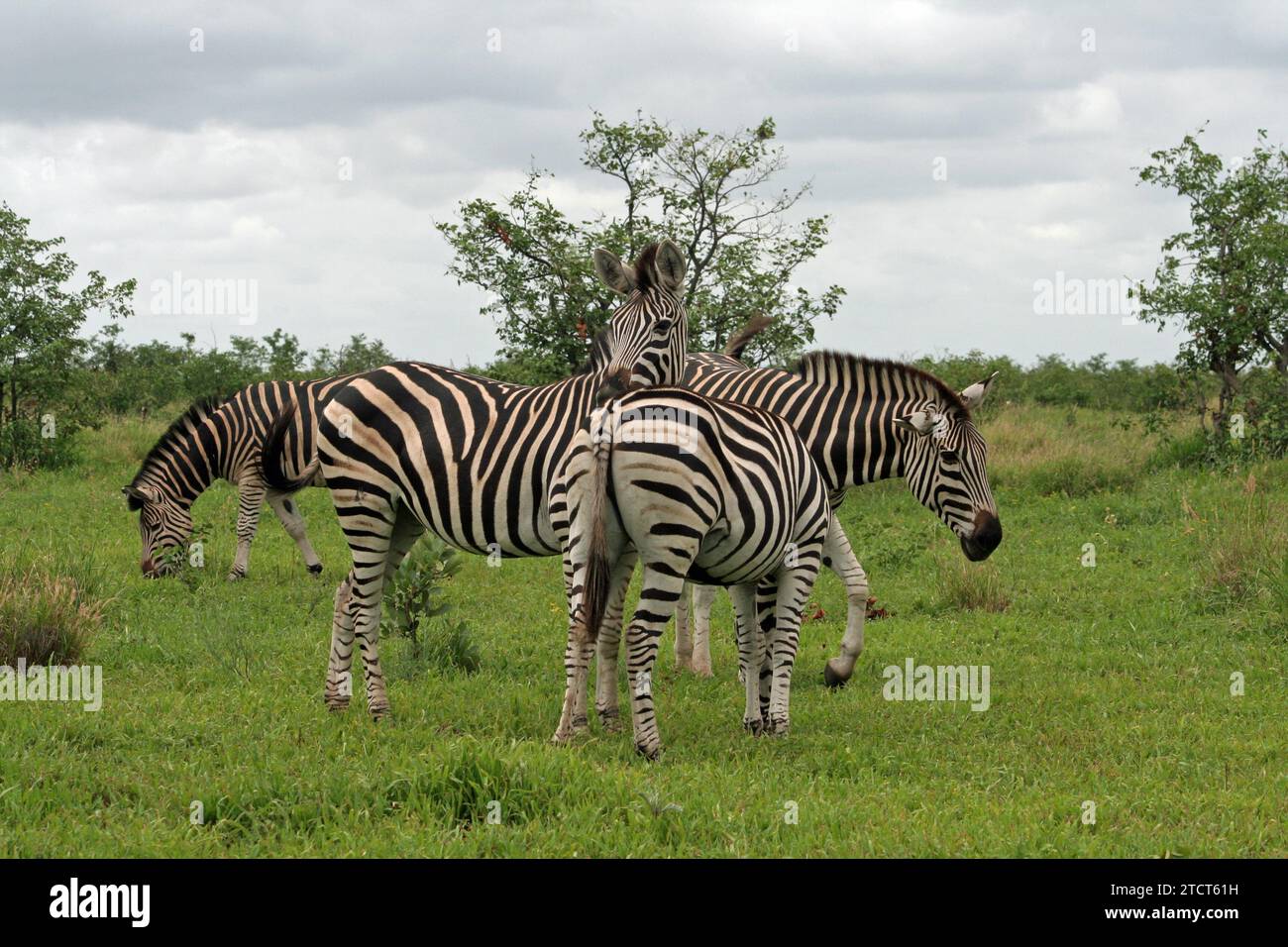 Groupe de quatre zébrés broutant dans le parc national Kruger, en Afrique du Sud, dans une herbe verte luxuriante montrant le meilleur de la faune africaine Banque D'Images