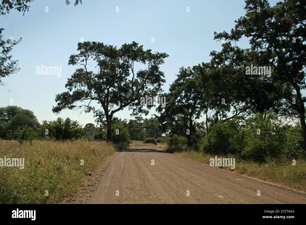 Chemin de terre dans le parc national Kruger, Afrique du Sud, pour les touristes conduisant et recherchant la faune africaine en Afrique du Sud Banque D'Images
