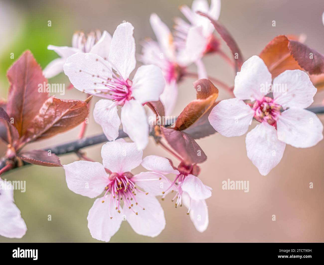 Gros plan de belles fleurs de prunier en fleur Banque D'Images