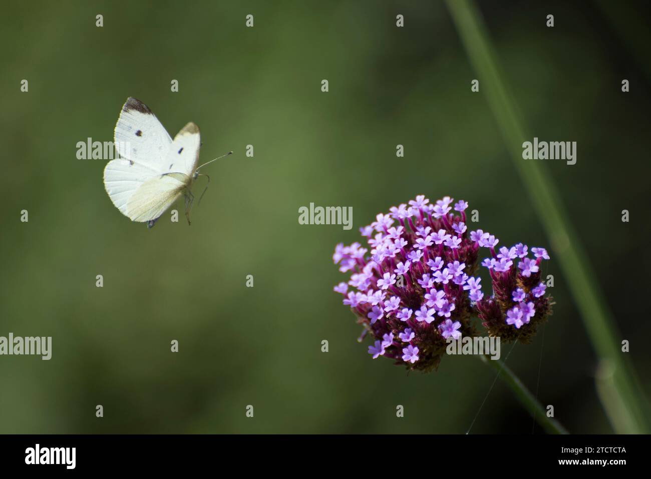 Un papillon blanc de chou volant vers une plante de verveine violette dans un jardin britannique Banque D'Images