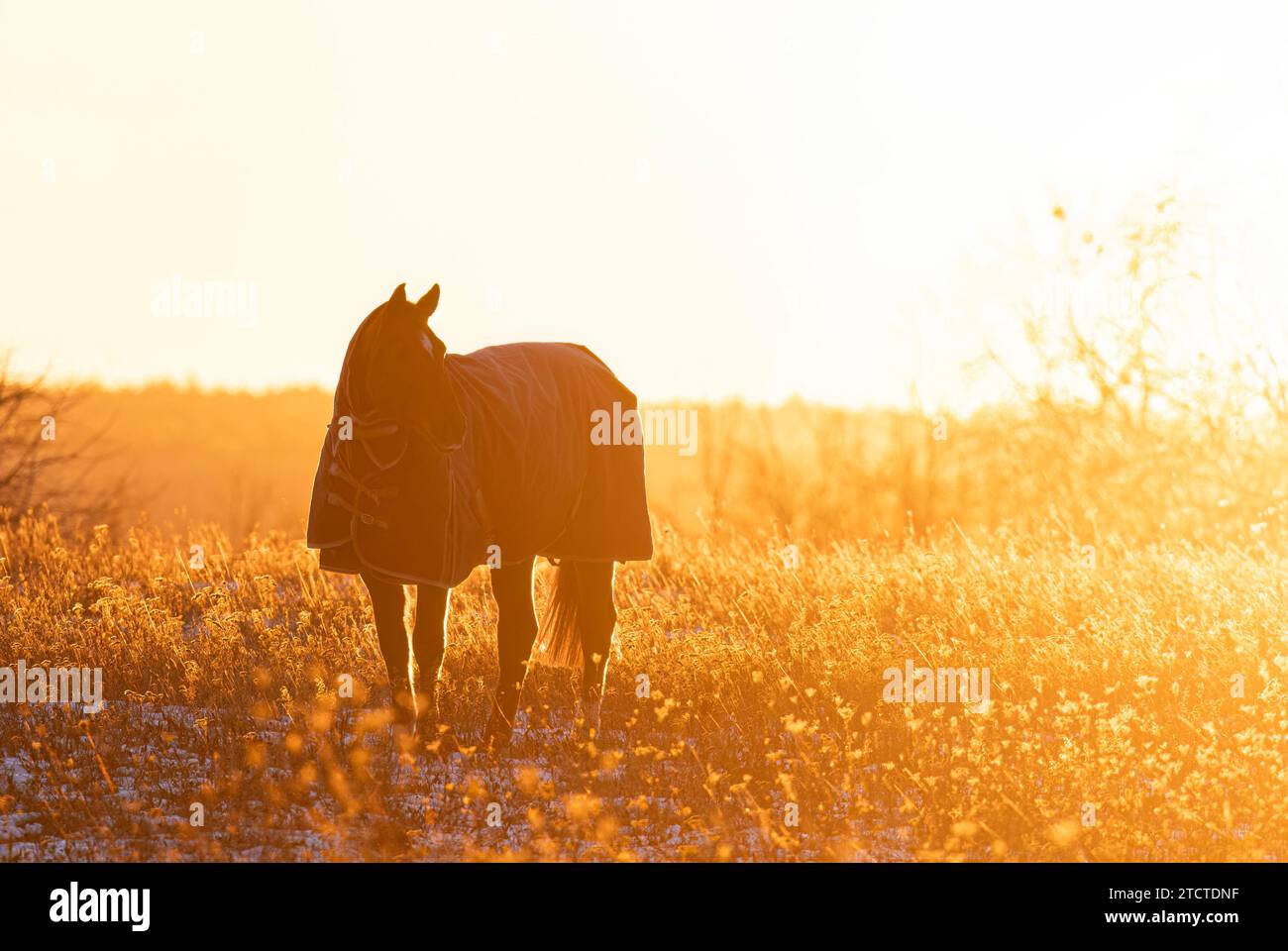 Silhouette de cheval debout dans une prairie d'automne au coucher du soleil Banque D'Images