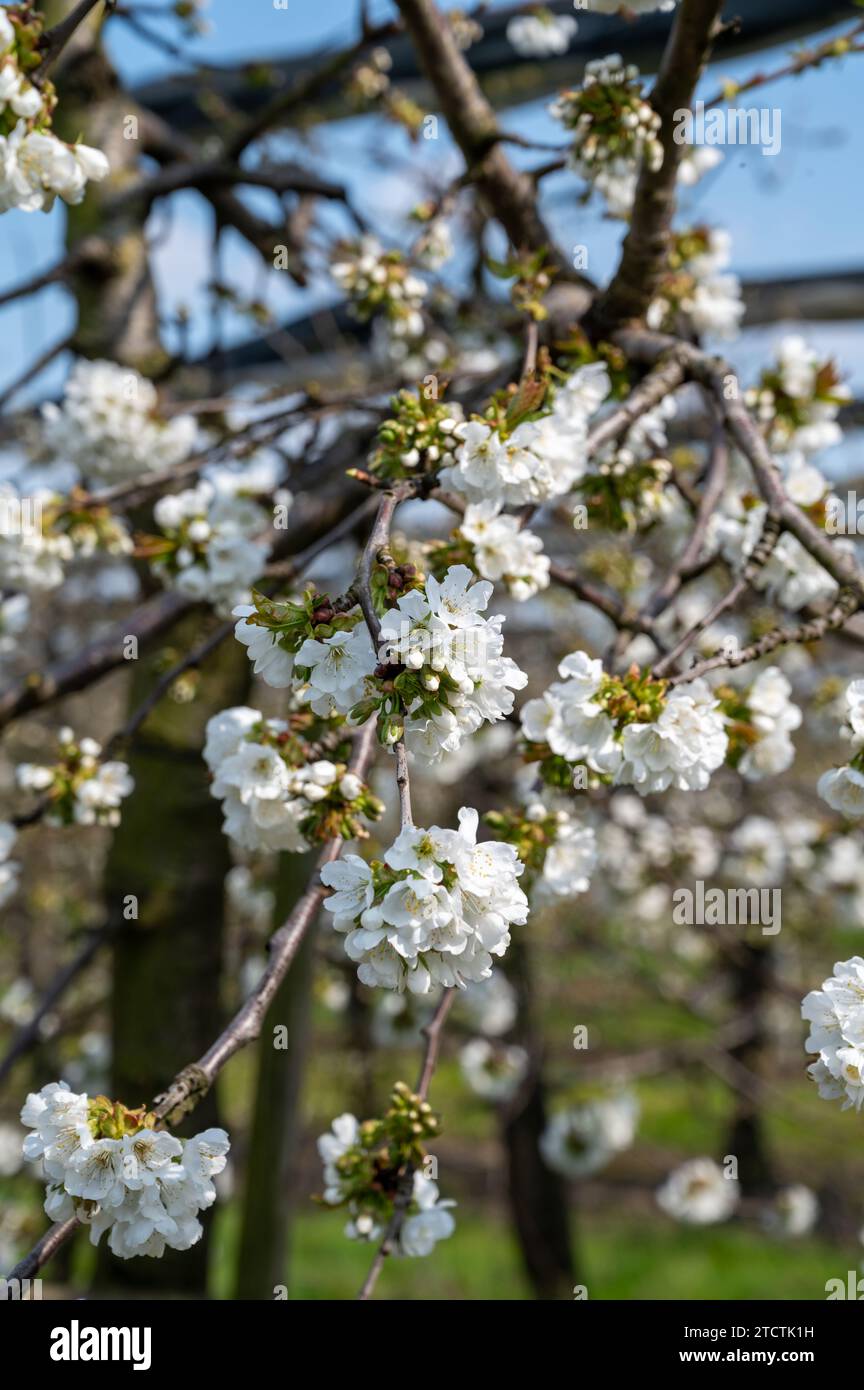 Fleur blanche printanière de cerisier doux, verger avec arbres fruitiers à West Betuwe, pays-Bas en avril Banque D'Images