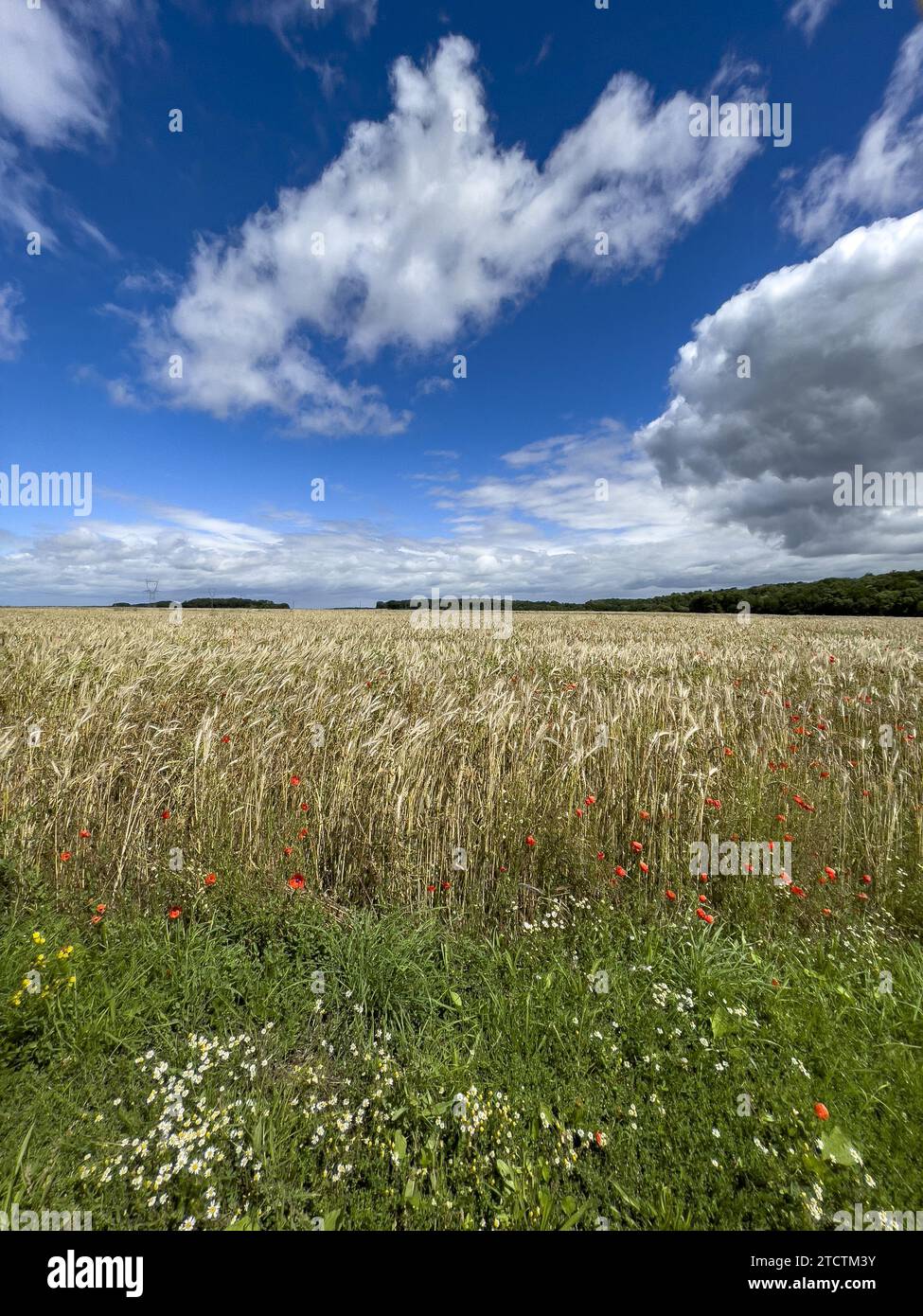 Champ de blé avec coquelicots dans l'Eure, France Banque D'Images