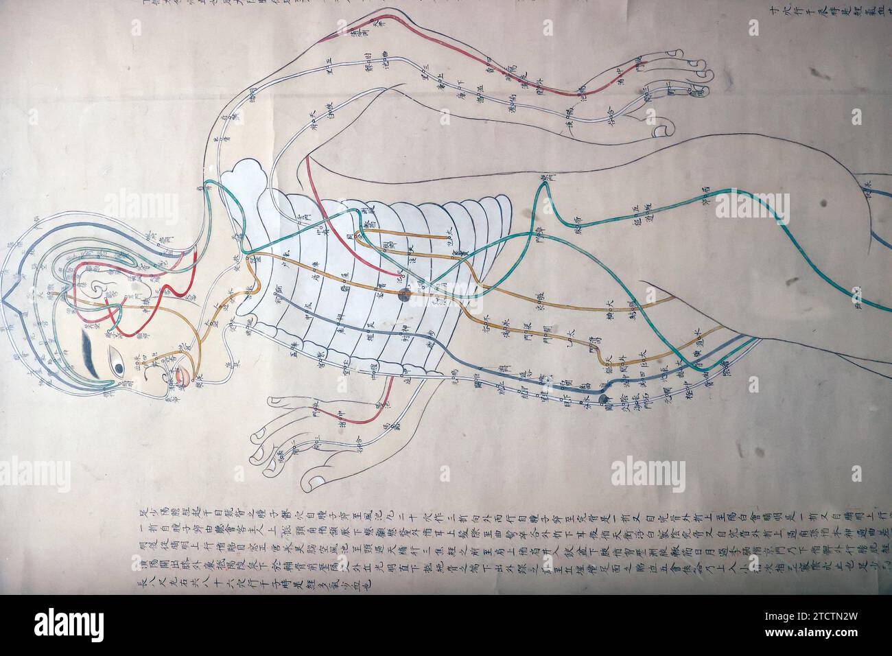 Musée Guimet. Schéma des méridiens du corps humain. Japon 19 ème siècle. Paris. France. Banque D'Images