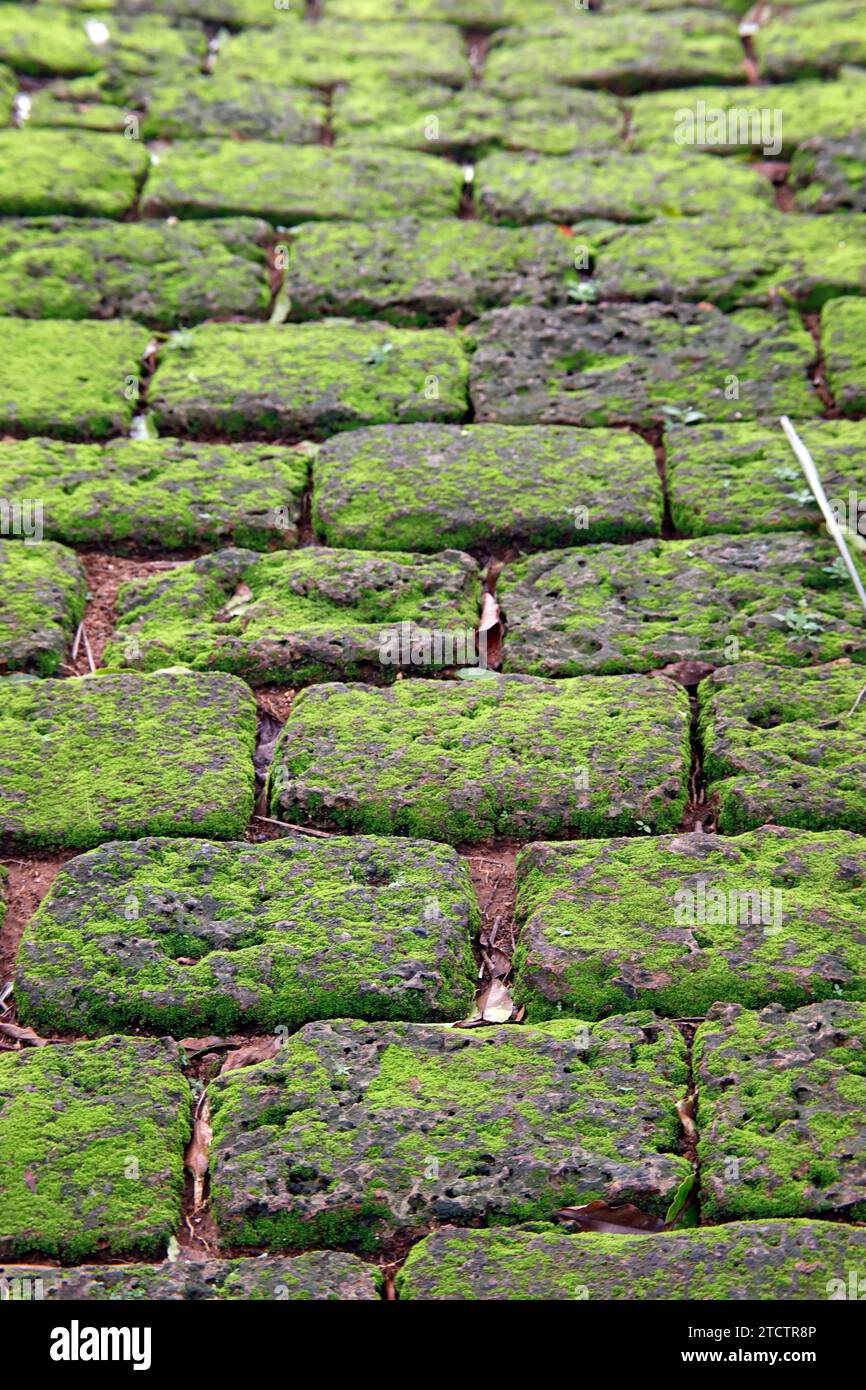 Vieux pavés recouverts de texture mousse verte. Banque D'Images