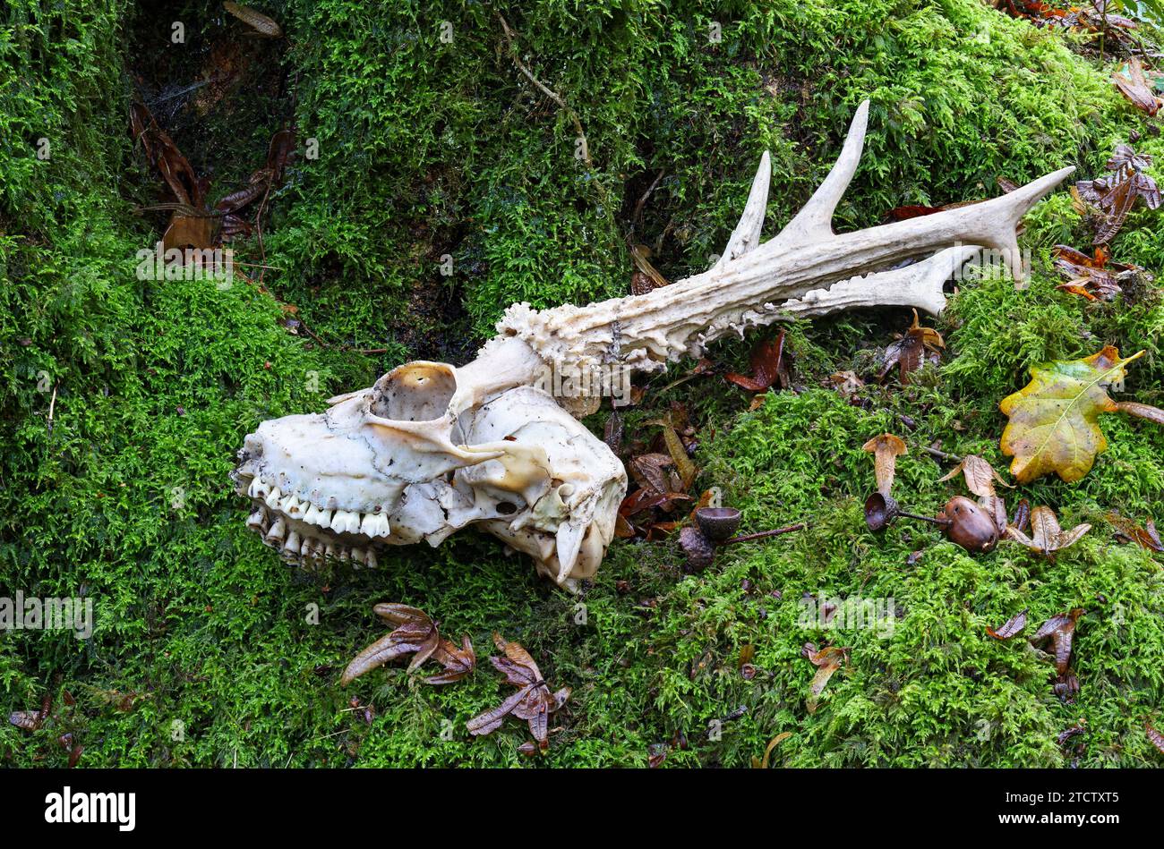 Roe Deer Skull à Woodland Banque D'Images
