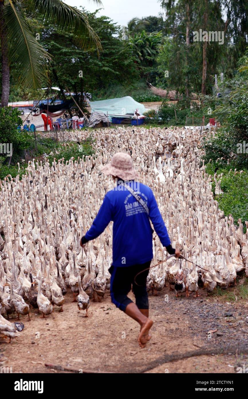 Beaucoup de canards au vietnam, concept de ferme d'industrie. Banque D'Images