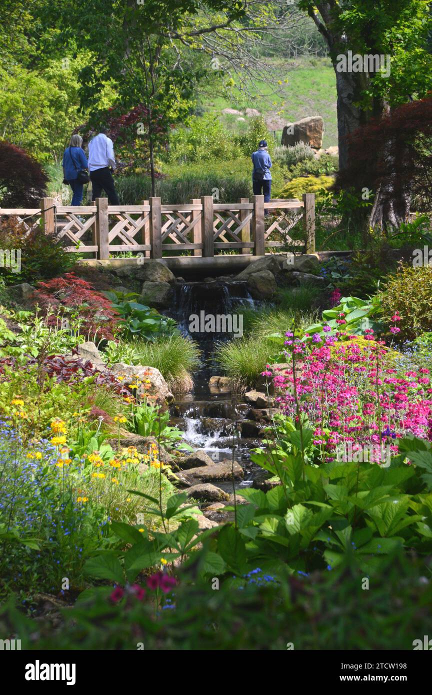 Personnes / vacanciers marchant sur un pont en bois dans le Chinese Streamside Garden à RHS Bridgewater, Worsley, Greater Manchester, Angleterre, Royaume-Uni. Banque D'Images