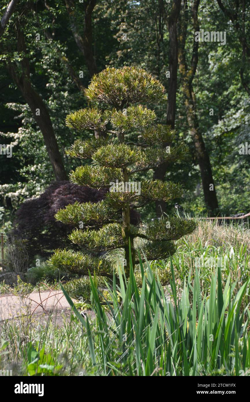 L'if japonais (Podocarpus macrophyllus) pousse dans le Chinese Streamside Garden à RHS Bridgewater, Worsley, Greater Manchester, Angleterre, Royaume-Uni. Banque D'Images