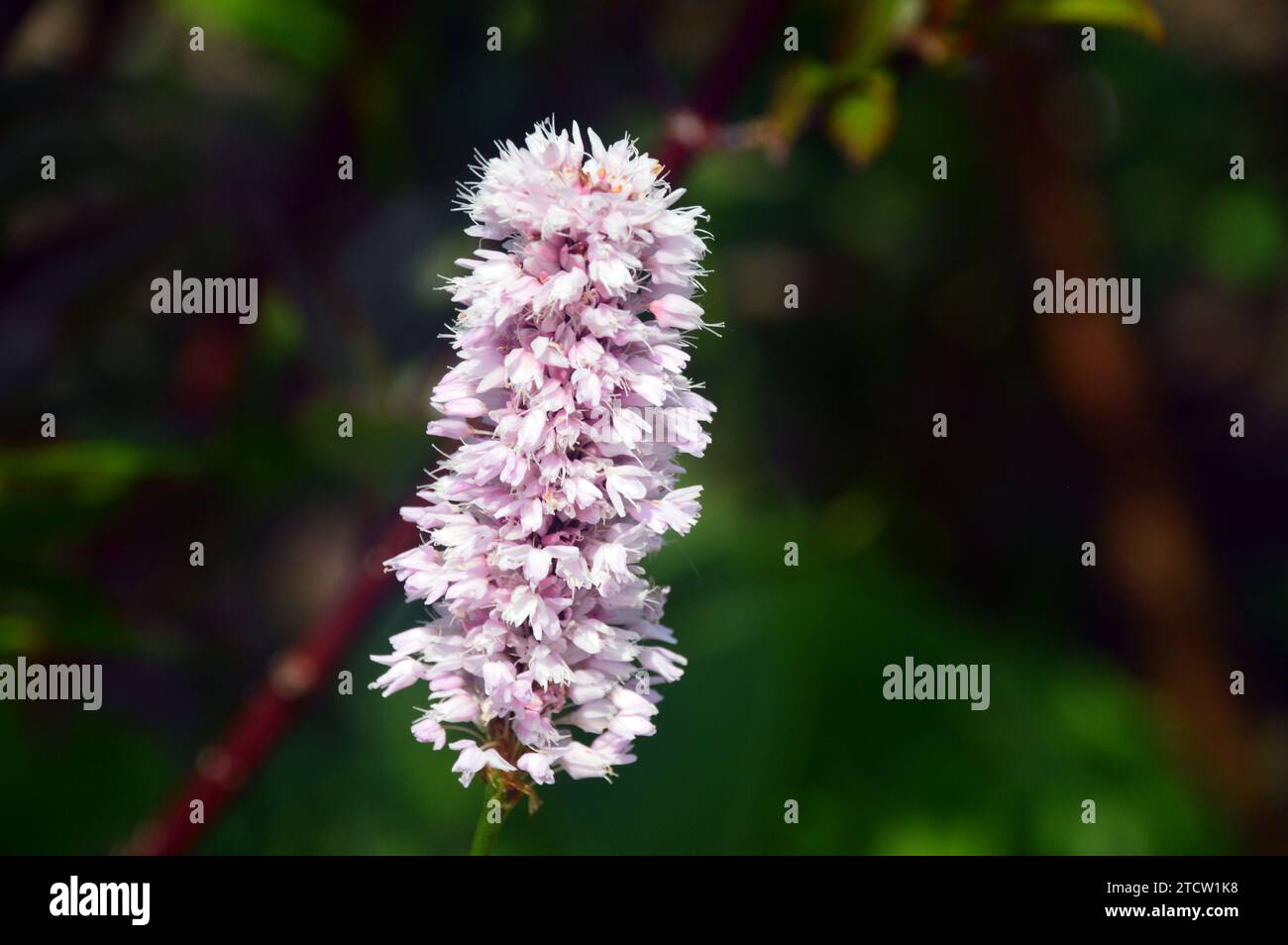 Persicaria Bistorta officinalis 'Superba' (Red Bistort) Fleur cultivée dans les Borders à RHS Bridgewater, Salford, Greater Manchester, Angleterre Banque D'Images