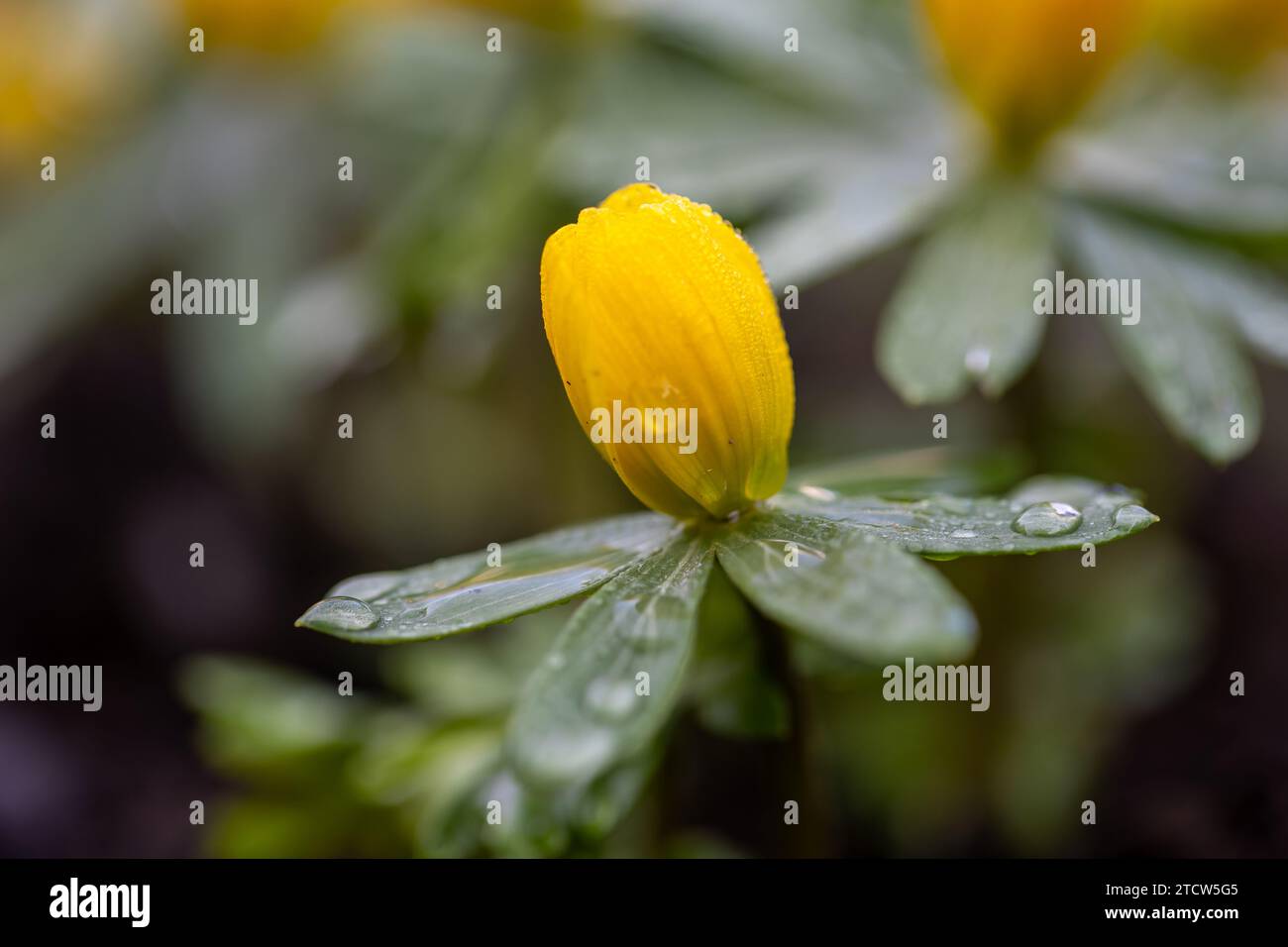 Un bourgeon d'aconite hivernale (Eranthis hyemalis) court avant la floraison couvert de gouttes de pluie (focus sur le premier plan) Banque D'Images