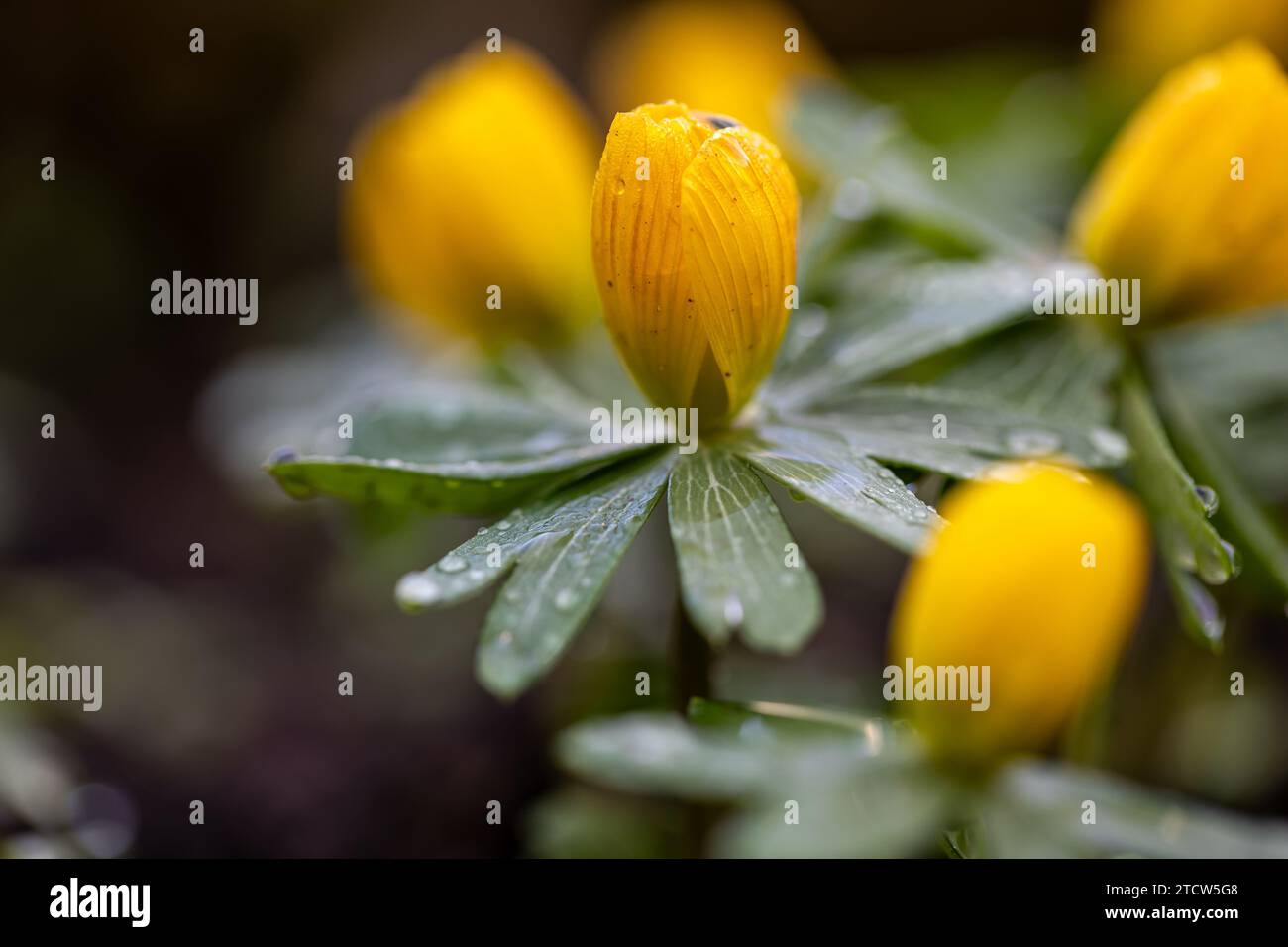 Bourgeons d'aconite hivernale (Eranthis hyemalis) peu avant la floraison couverts de gouttes de pluie avec le premier plan et l'arrière-plan brouillés Banque D'Images