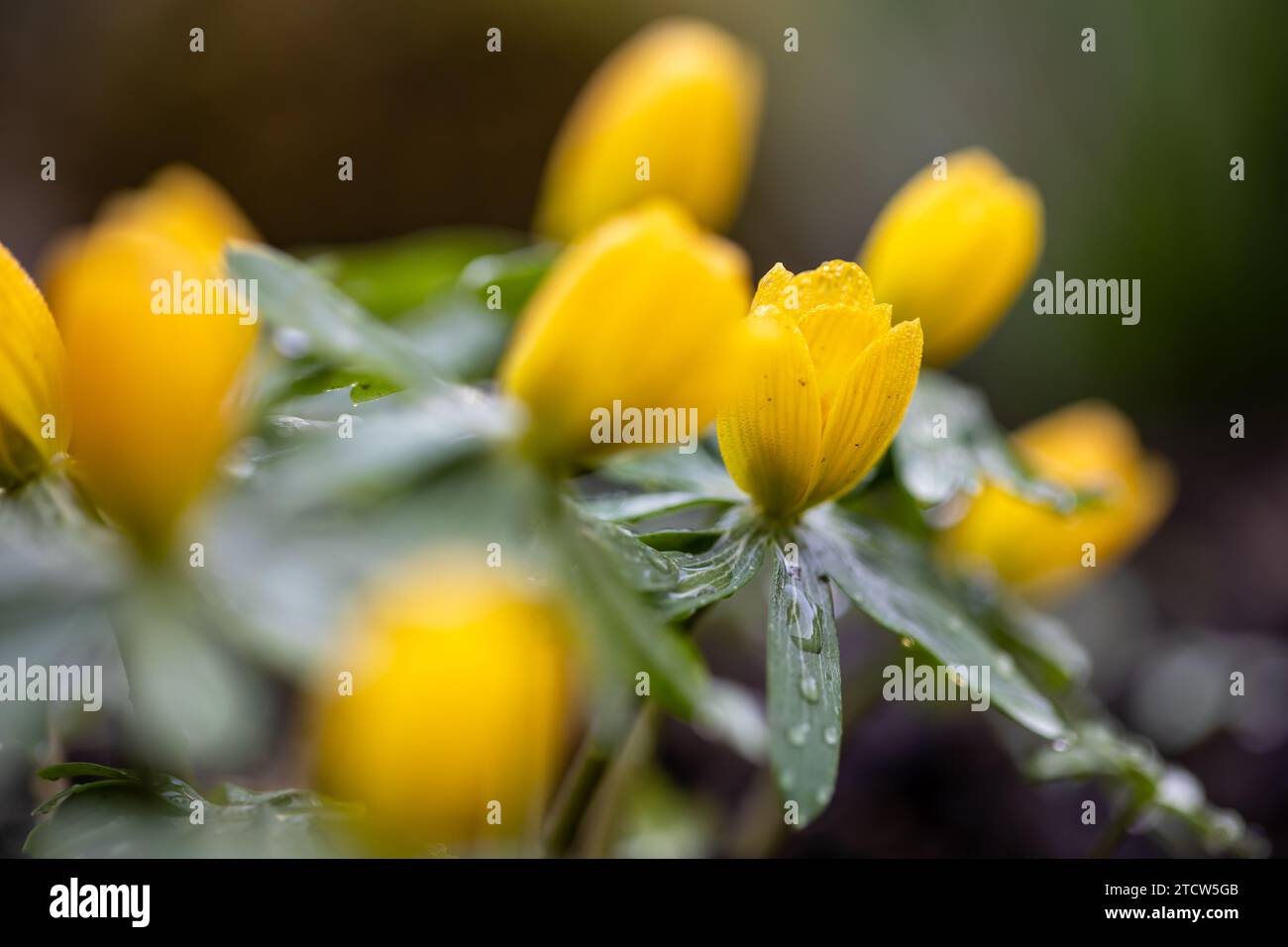 Bourgeons d'aconite hivernale (Eranthis hyemalis) peu avant la floraison couverts de gouttes de pluie avec le premier plan et l'arrière-plan brouillés Banque D'Images