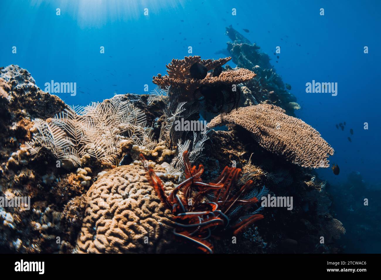 Plongée à USAT Liberty Wreck à Tulamben, Bali. Coraux et vie marine dans la mer bleu profond sur naufrage Banque D'Images