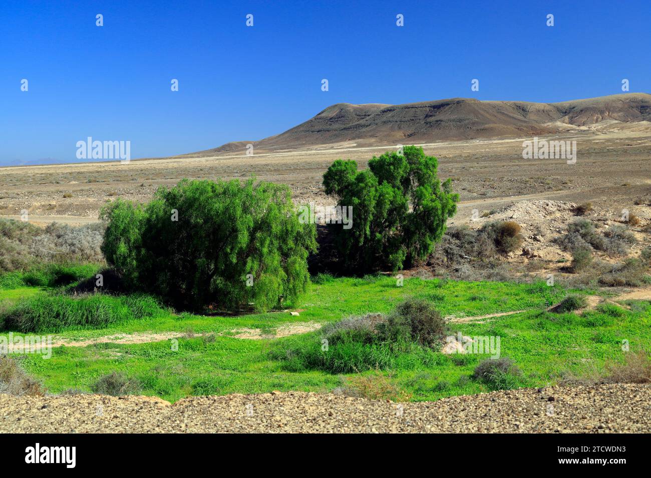 Oasis verte amongs le désert aride Malpais paysage de Fueteventura, El Cotillo, Fuerteventura, Îles Canaries, Espagne. Banque D'Images