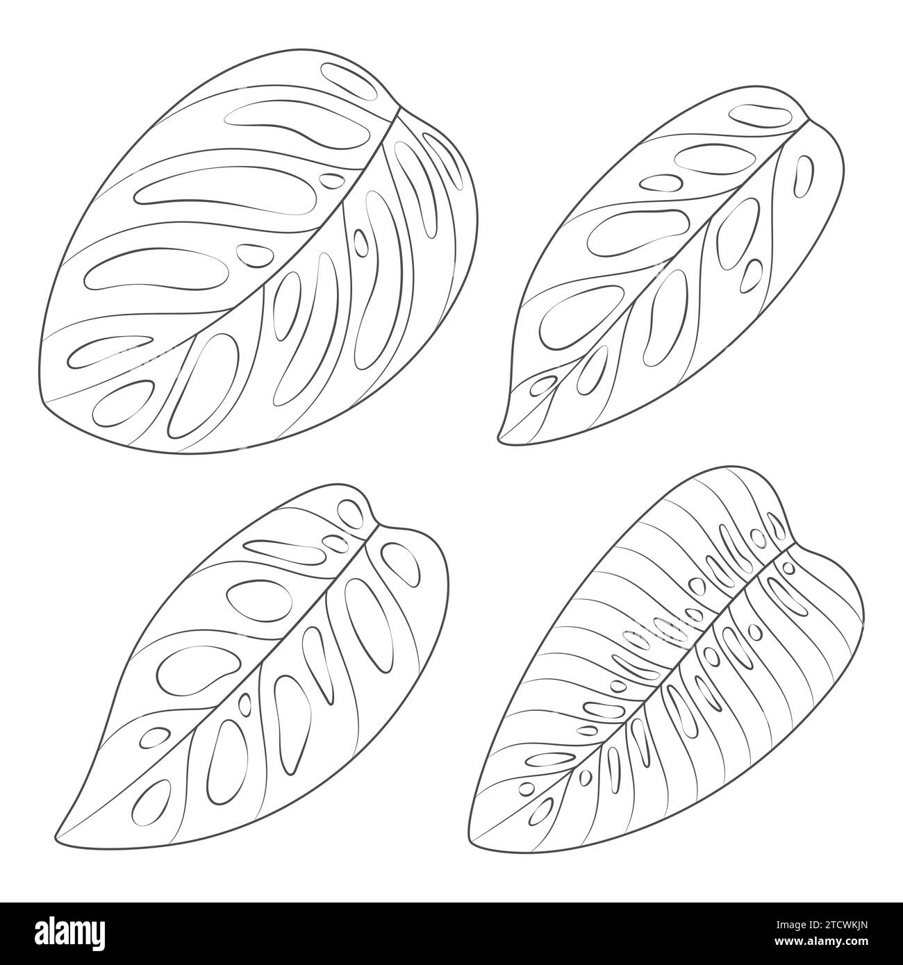 Ensemble d'illustrations en noir et blanc avec des feuilles de plante monstera creeper. Objets vectoriels isolés sur fond blanc. Illustration de Vecteur Ensemble d'illustrations en noir et blanc avec des feuilles de plante monstera creeper. Objets vectoriels isolés sur fond blanc. Illustration de Vecteur