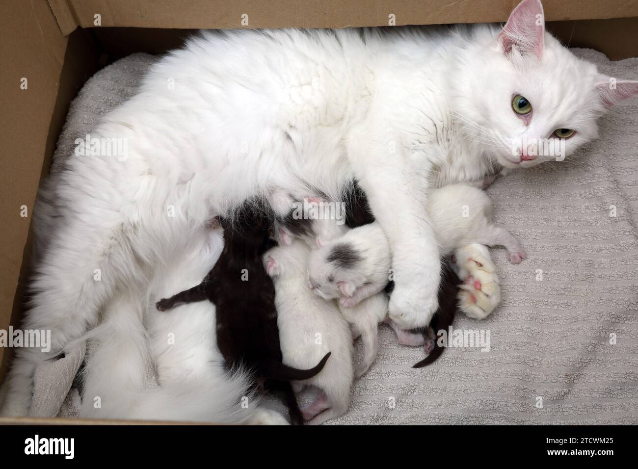 Chat angora turc nourrissant ses chatons de 6 jours Banque D'Images